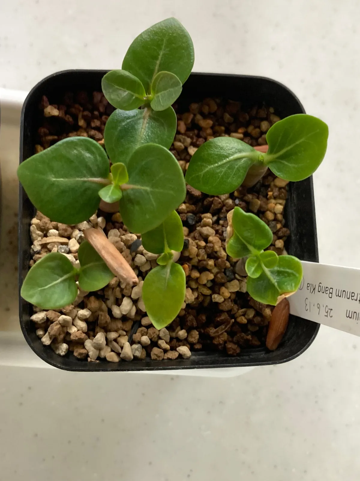 Bang Kla Adenium socotranum  Bang Kla (アデニウム ソコトラナム)