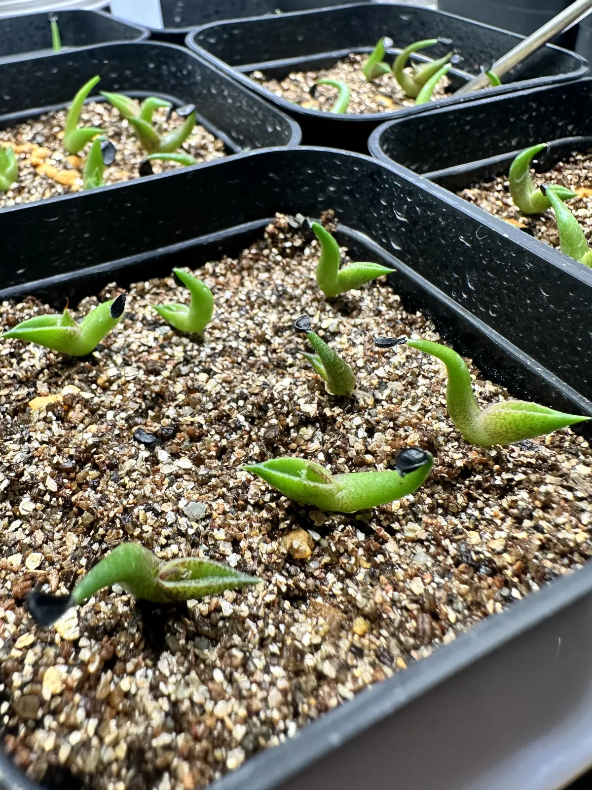 Agave oteroi Lot. (アガベ オテロイ)