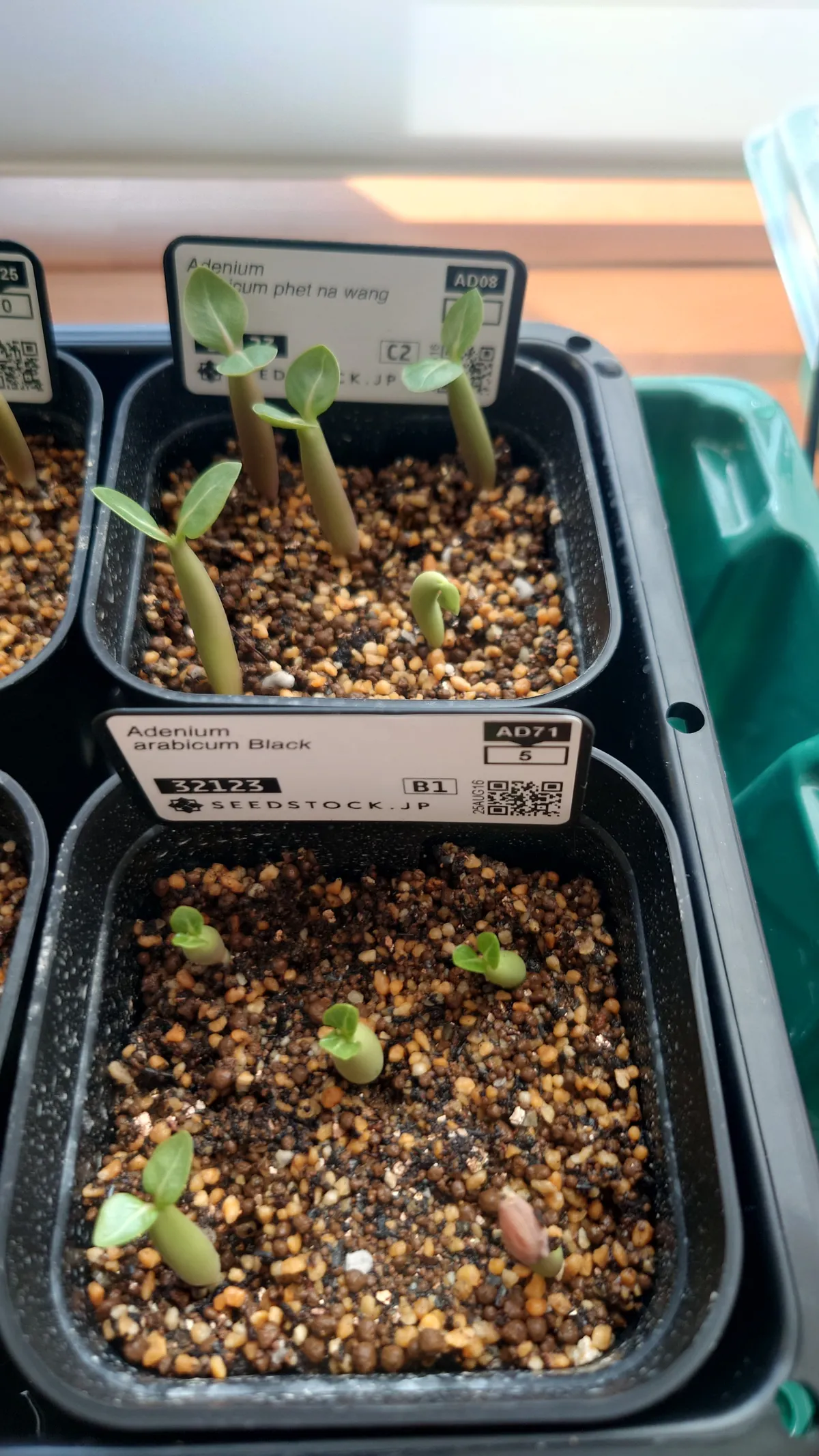 Adenium arabicum  Black (アデニウム アラビカムブラック)