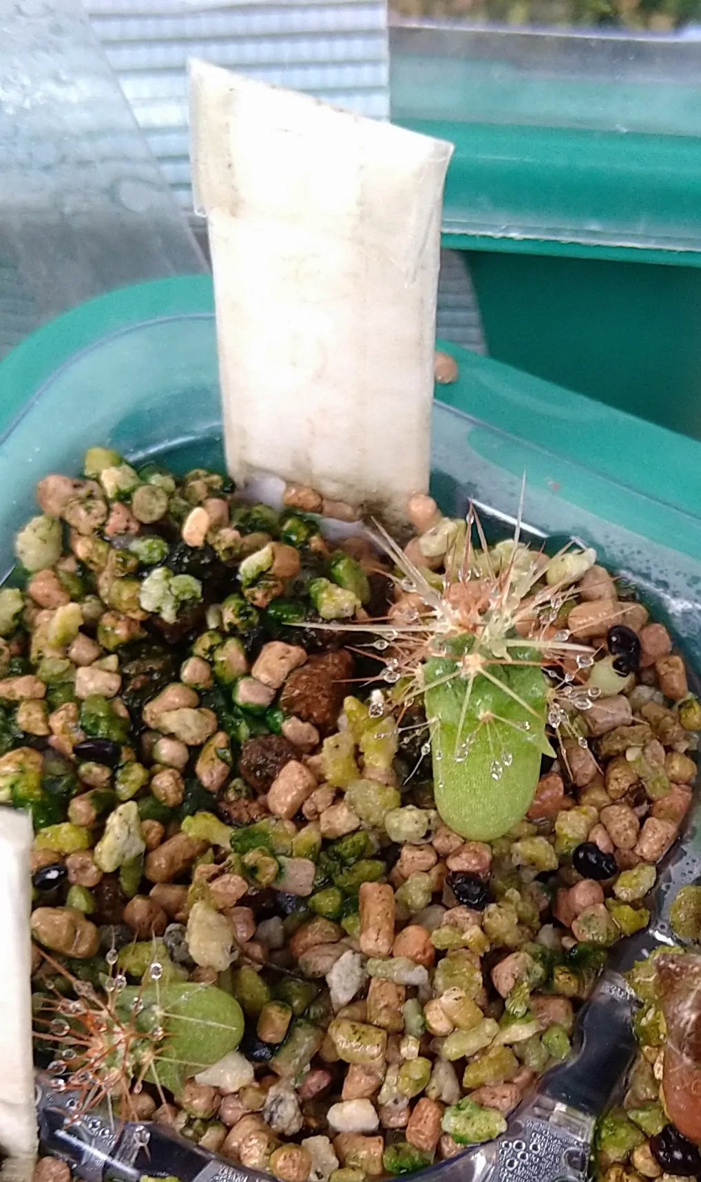 Ferocactus emoryi ssp. emoryi (フェロカクタス エモリー)