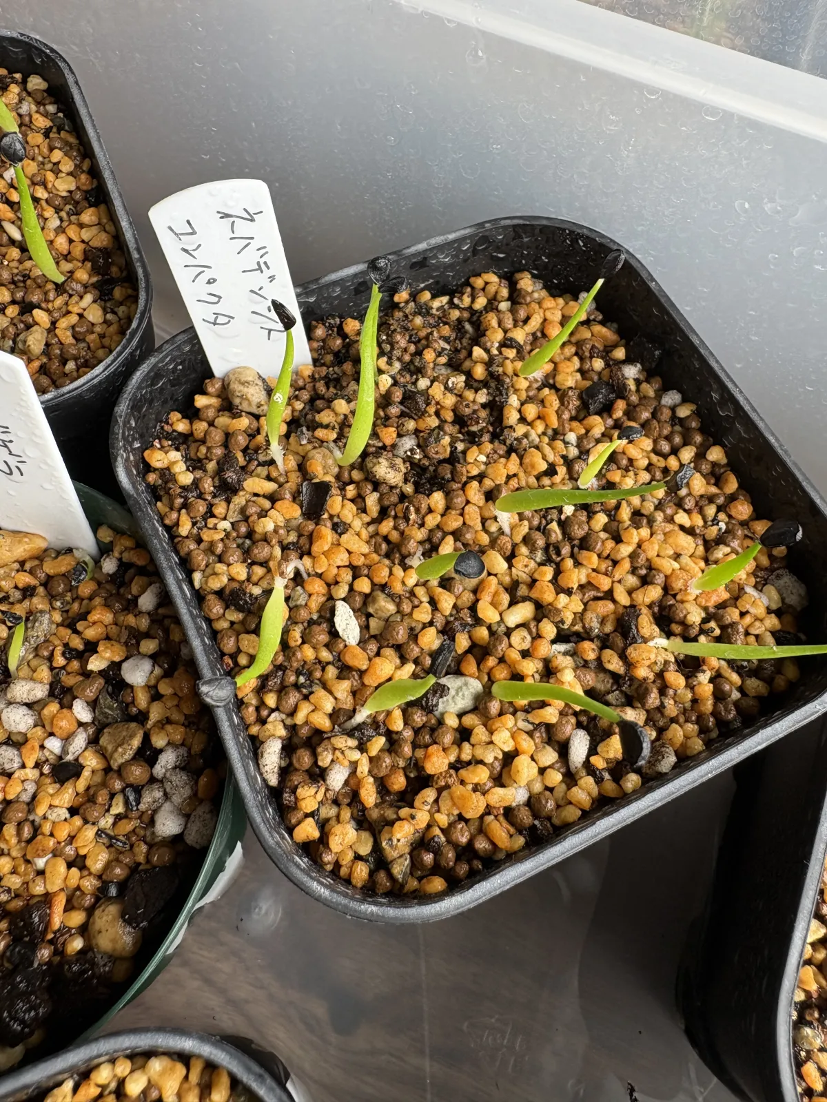 Agave utahensis v. nevadensis Compacta (アガベ ネバデンシス コンパクタ)