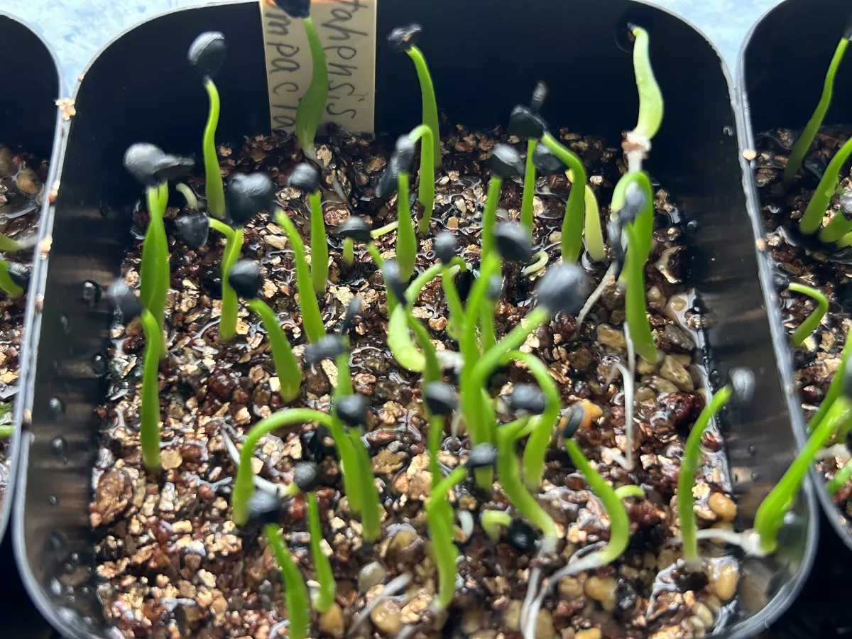 Agave utahensis ssp. utahensis Compacta (アガベ ユタエンシスコンパクタ)