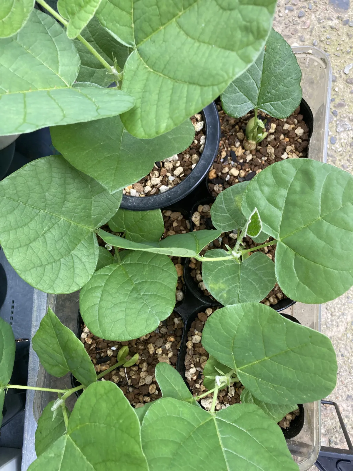 Erythrina latissima (エリスリナ ラティッシマ)