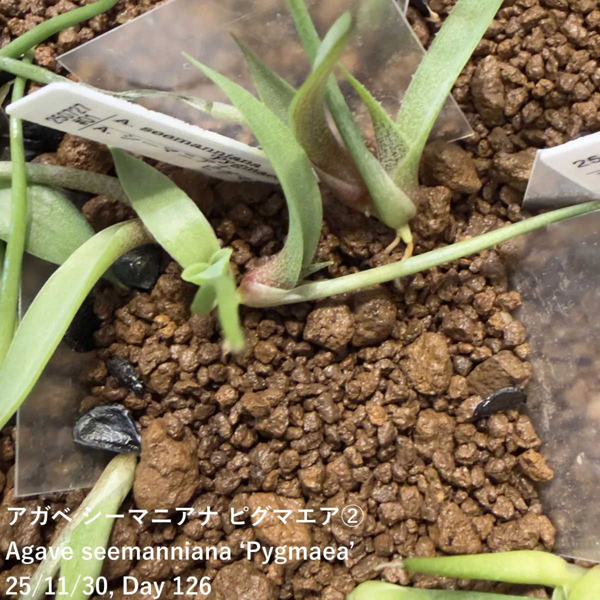 Agave seemanniana Pygmaea (アガベ ピグマエア)