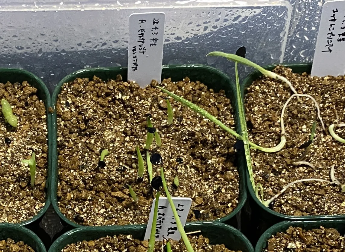 Agave victoriae-reginae ssp. victoriae-reginae (アガベ ビクトリアレジーナエ 笹の雪)