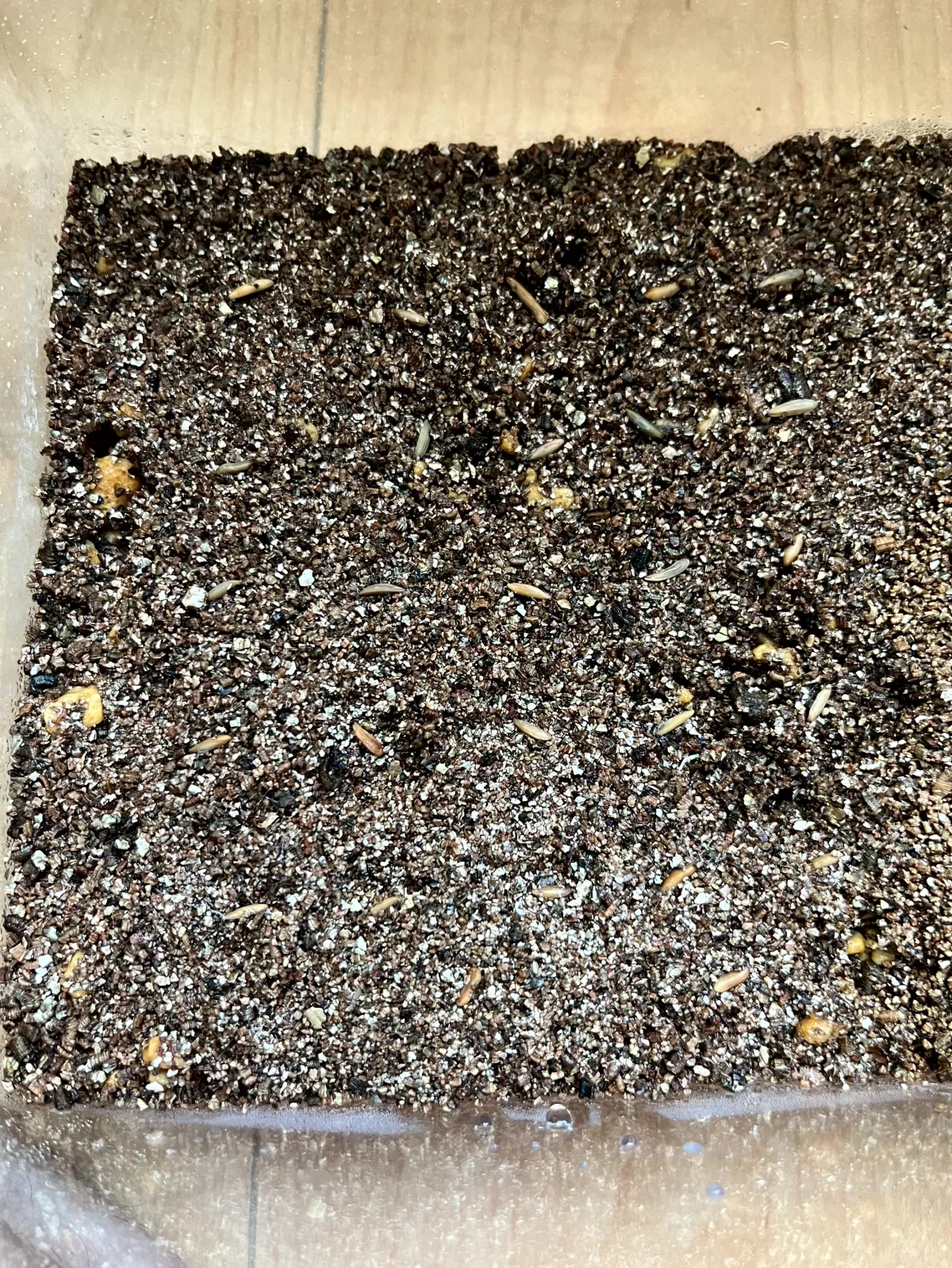 Pachypodium rosulatum var. gracilius ([無料種子] 発芽難 パキポディウム グラキリス　)