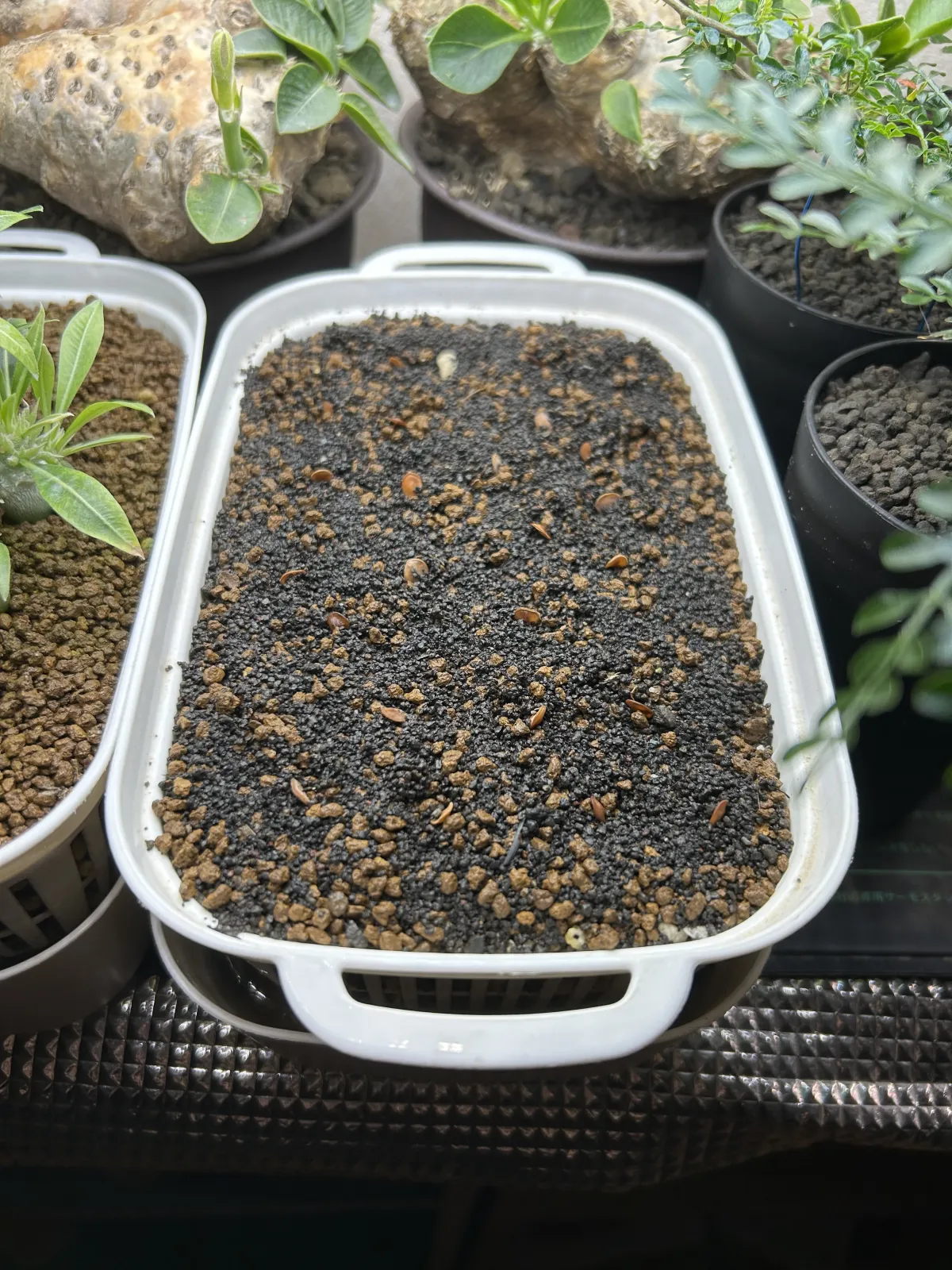 Pachypodium saundersii (パキポディウム サンデルシー)
