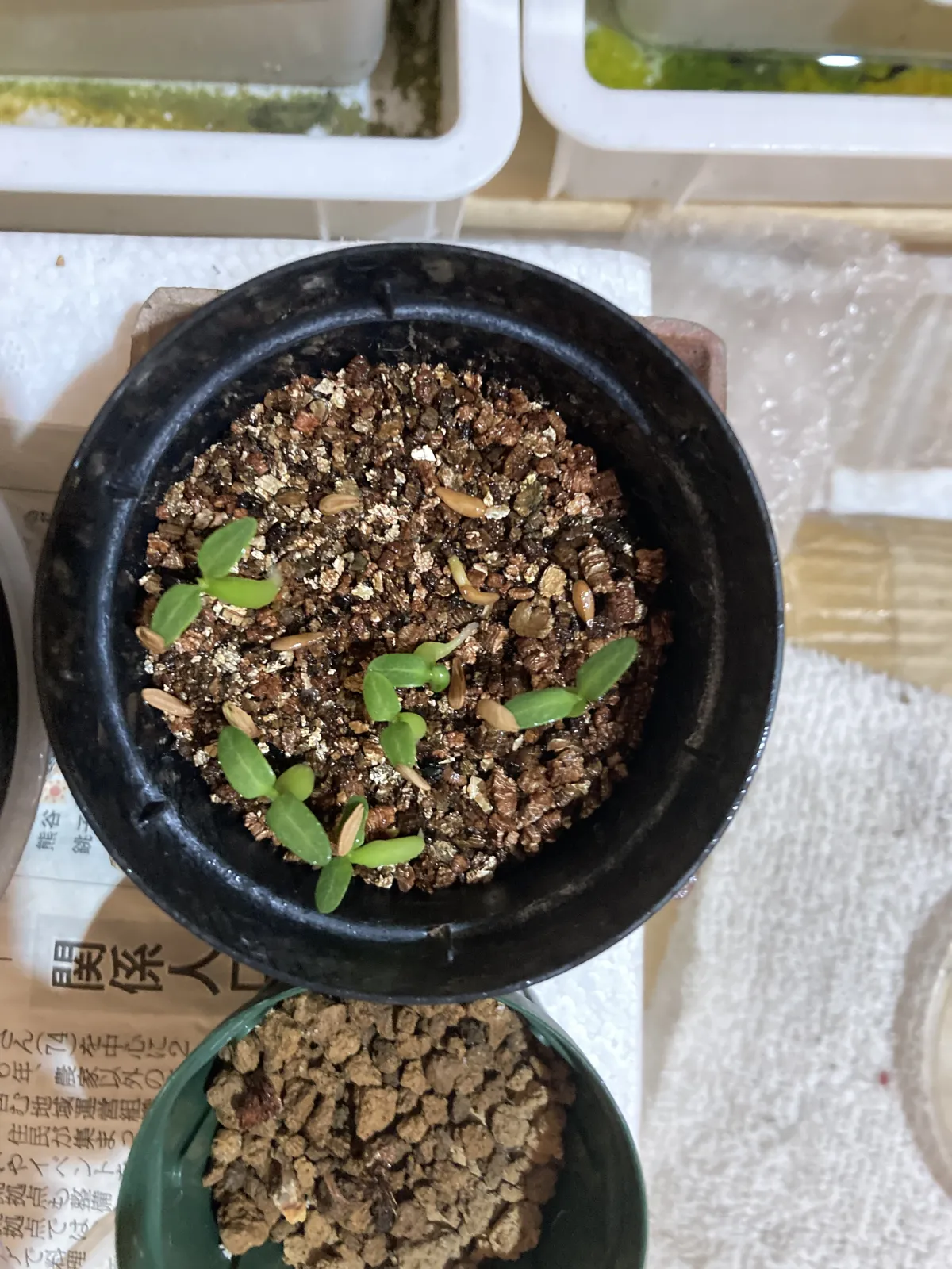 Pachypodium rosulatum ssp. makayense (パキポディウム マカイエンセ)