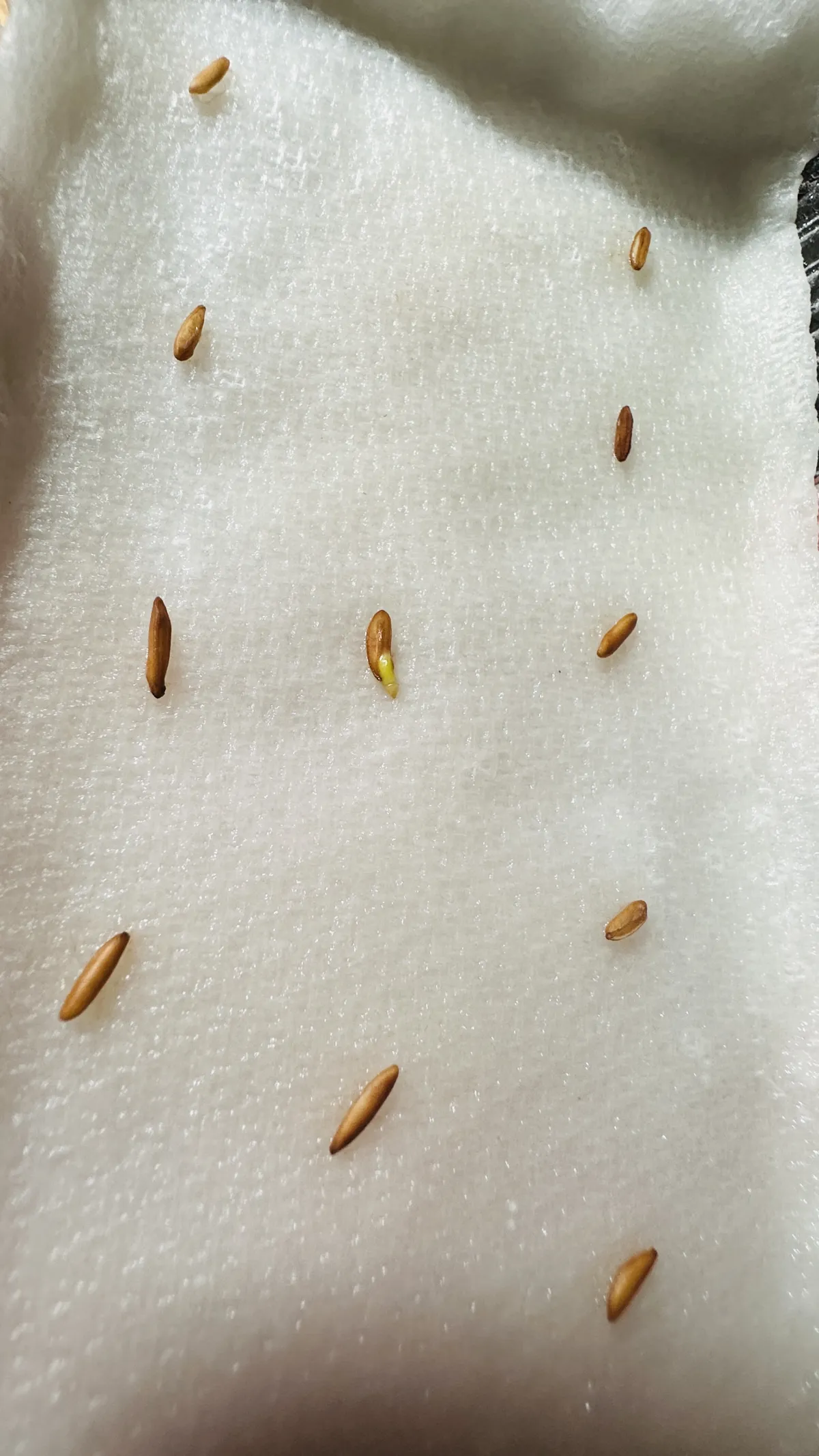 Pachypodium rosulatum var. gracilius ([無料種子] 発芽難 パキポディウム グラキリス　)