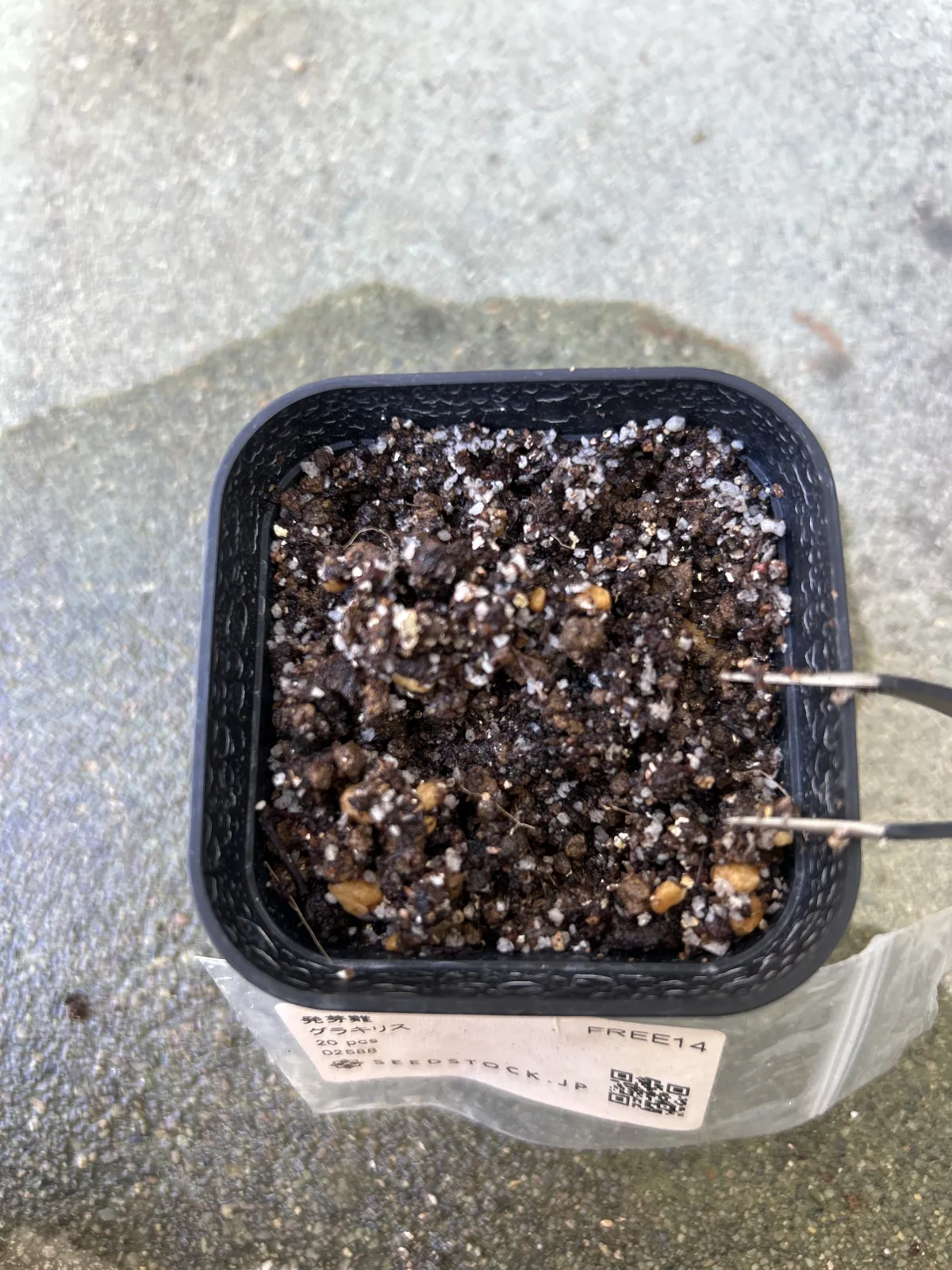 Pachypodium rosulatum var. gracilius ([無料種子] 発芽難 パキポディウム グラキリス　)