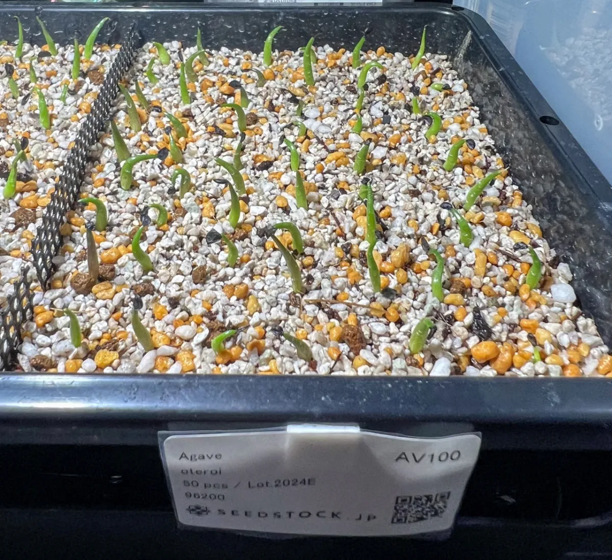 Agave oteroi Lot. (アガベ オテロイ)