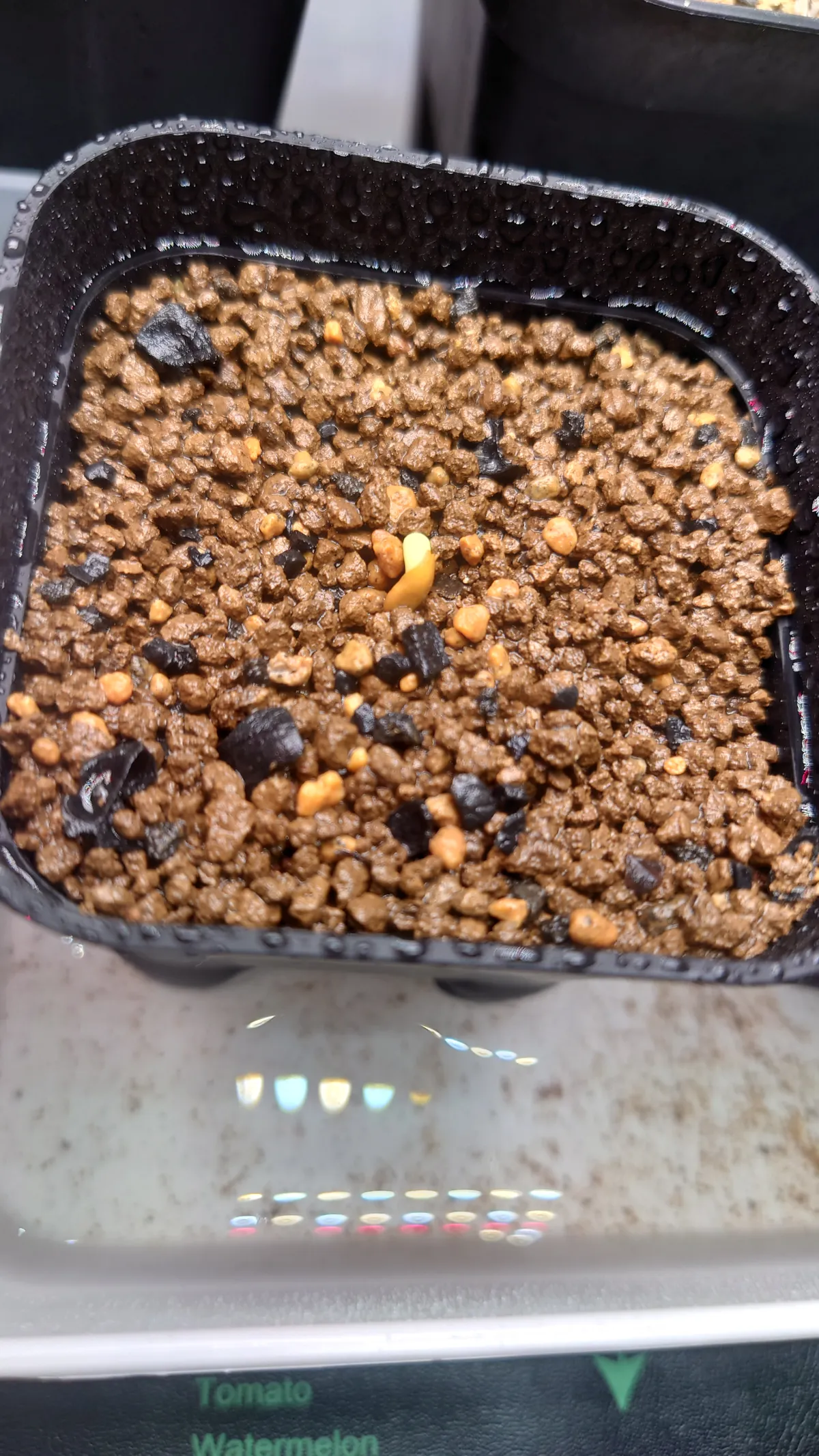 Pachypodium rosulatum ssp. makayense (パキポディウム マカイエンセ)