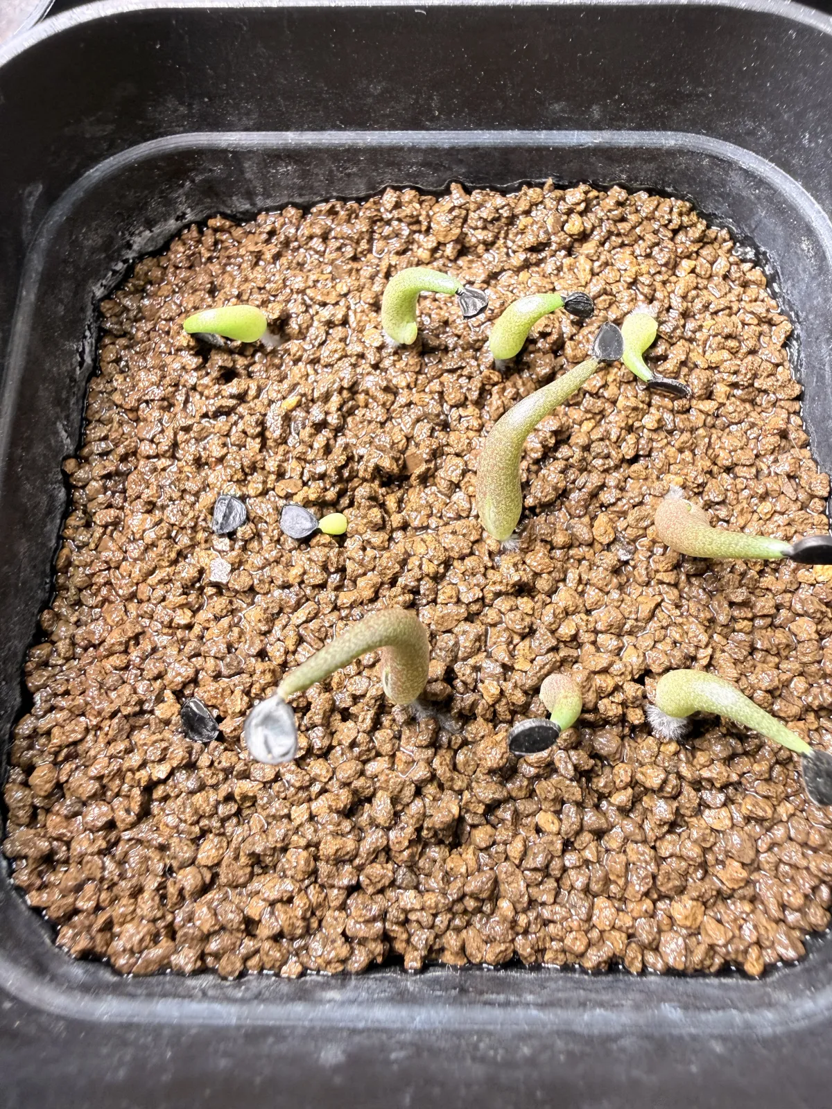Agave oteroi (アガベ オテロイ ロス・クエス)
