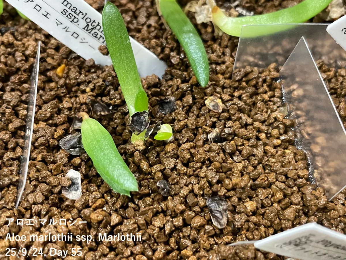 Aloe marlothii ssp. marlothii (アロエ マルロシー)
