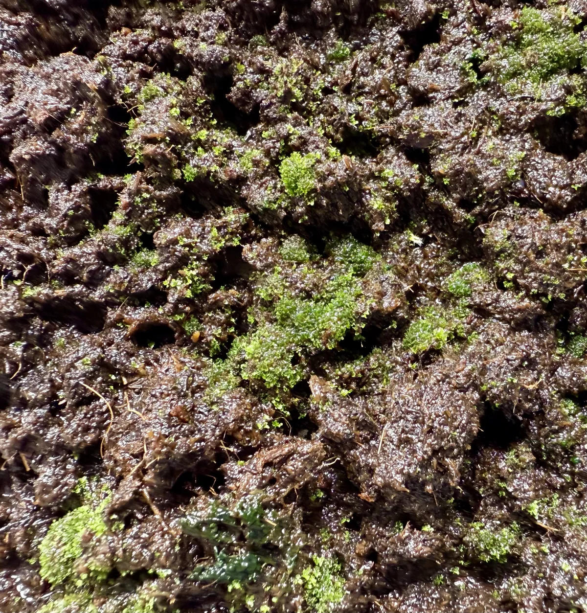 Platycerium ridleyi ([種子/胞子] ビカクシダ リドレイ)