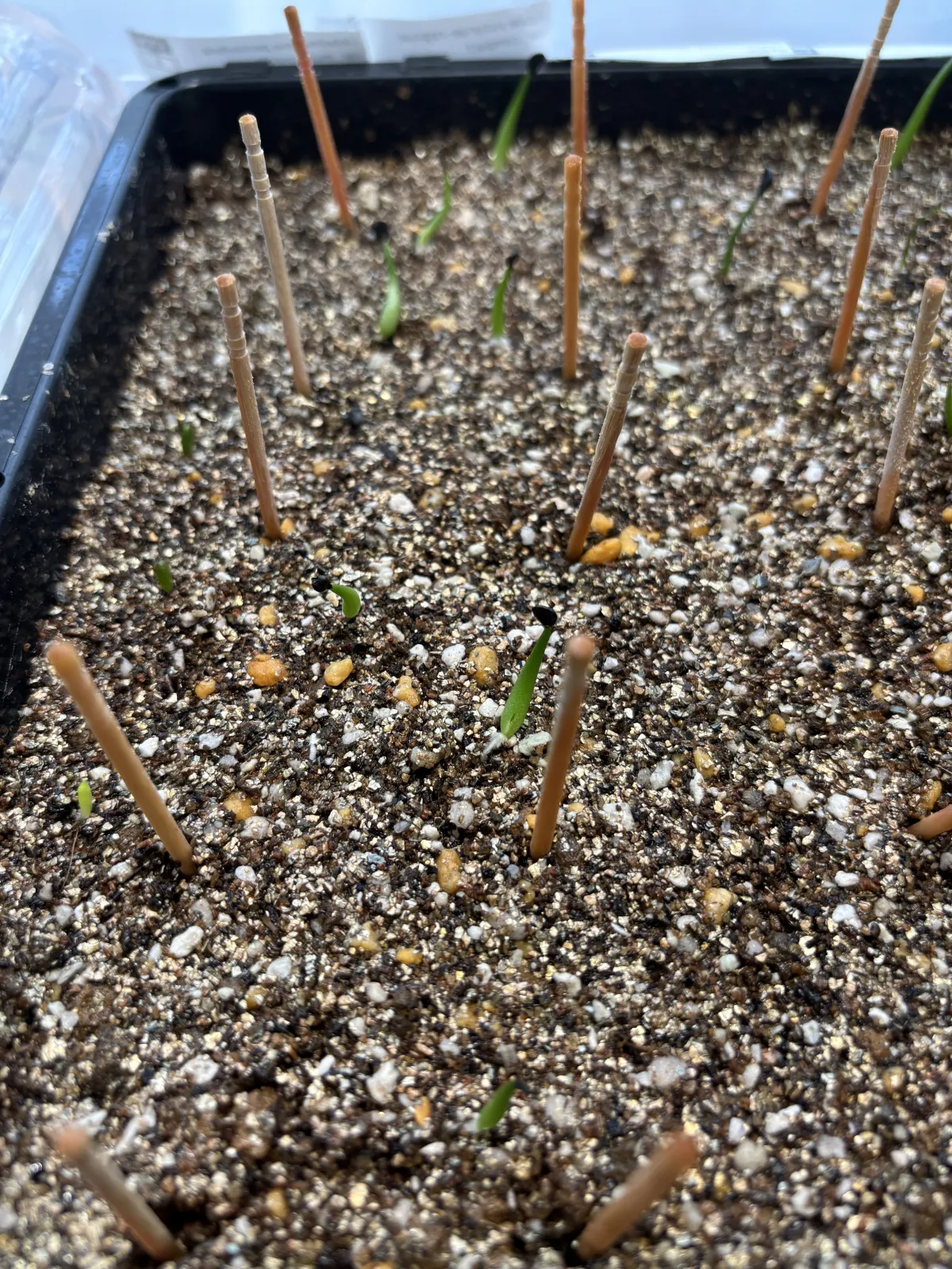Agave victoriae-reginae var. compact (アガベ ビクトリアレジーナコンパクト)