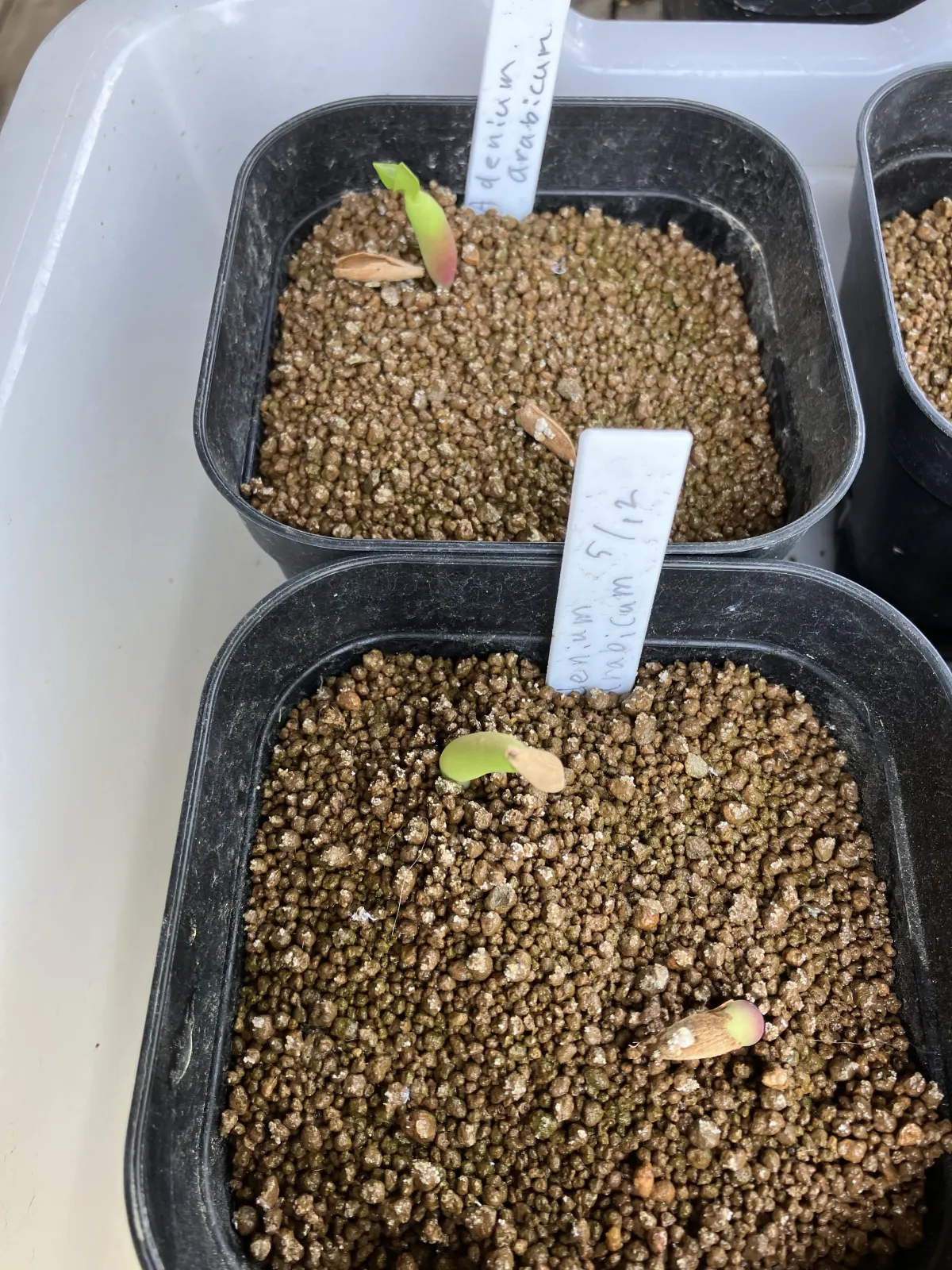 YLB Adenium arabicum Yak Lop Buri (アデニウム アラビカム)