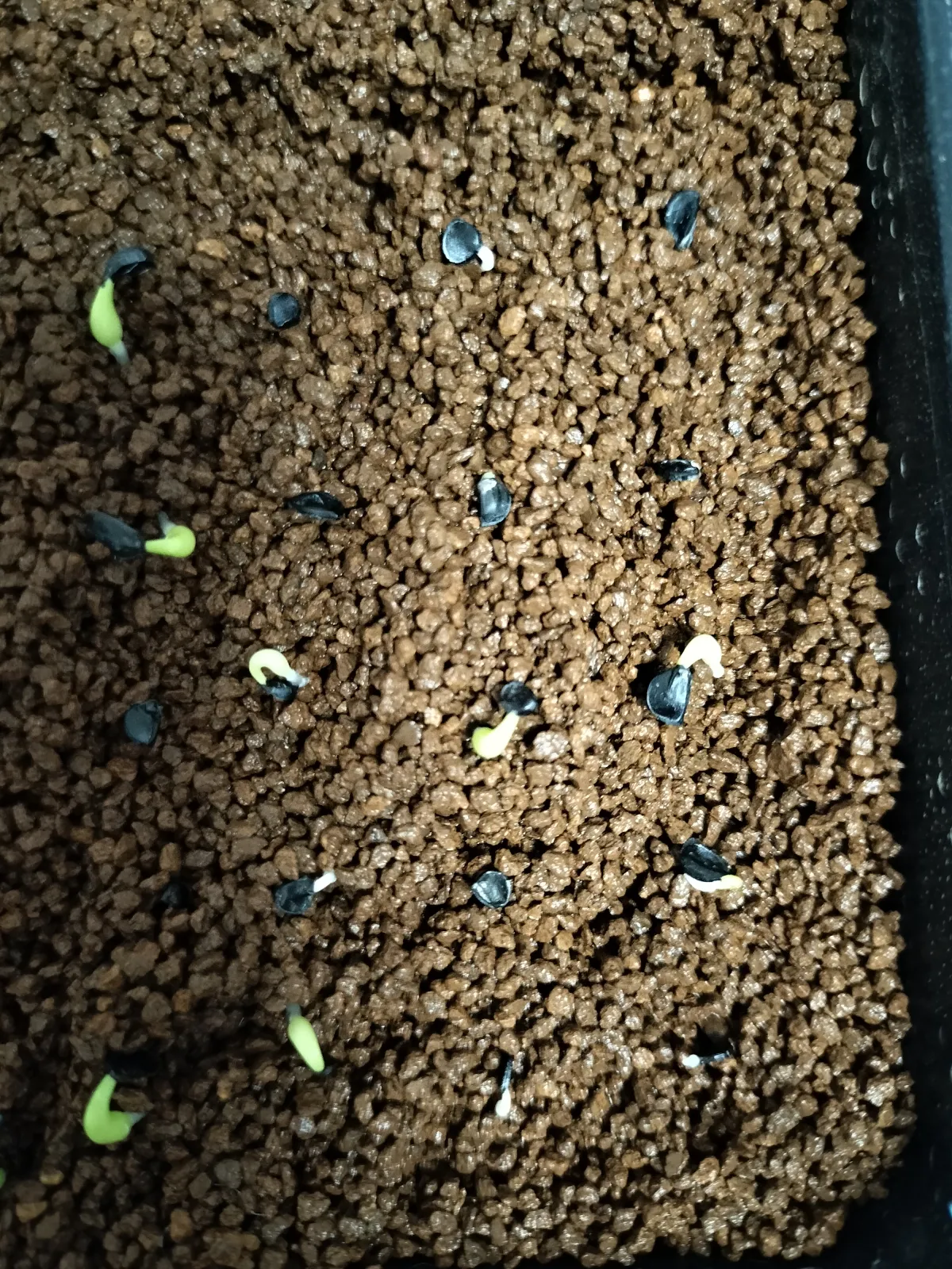 Agave titanota Blue Lot. (アガベ チタノタブルー)