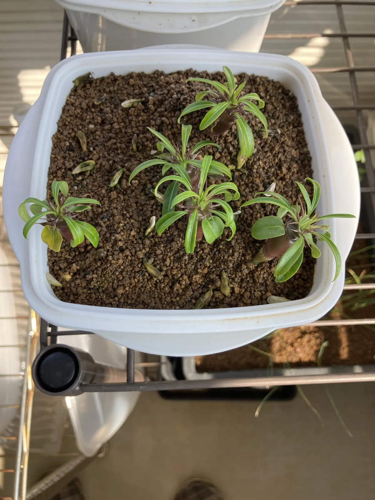 Pachypodium lamerei (パキポディウム ラメレイ)