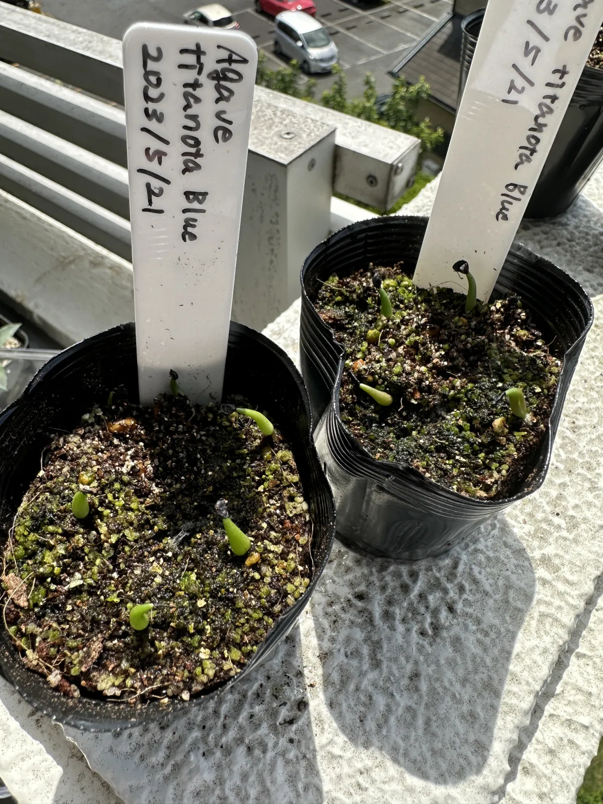 Agave titanota Blue Lot. (アガベ チタノタブルー)