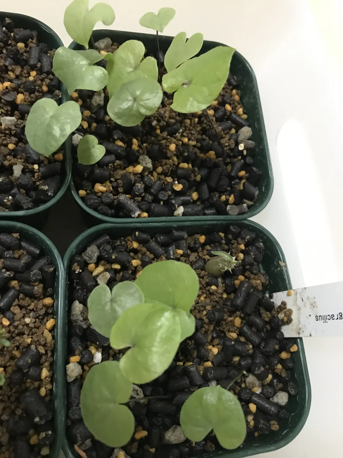 Dioscorea elephantipes (ディオスコレア エレファンティペス)