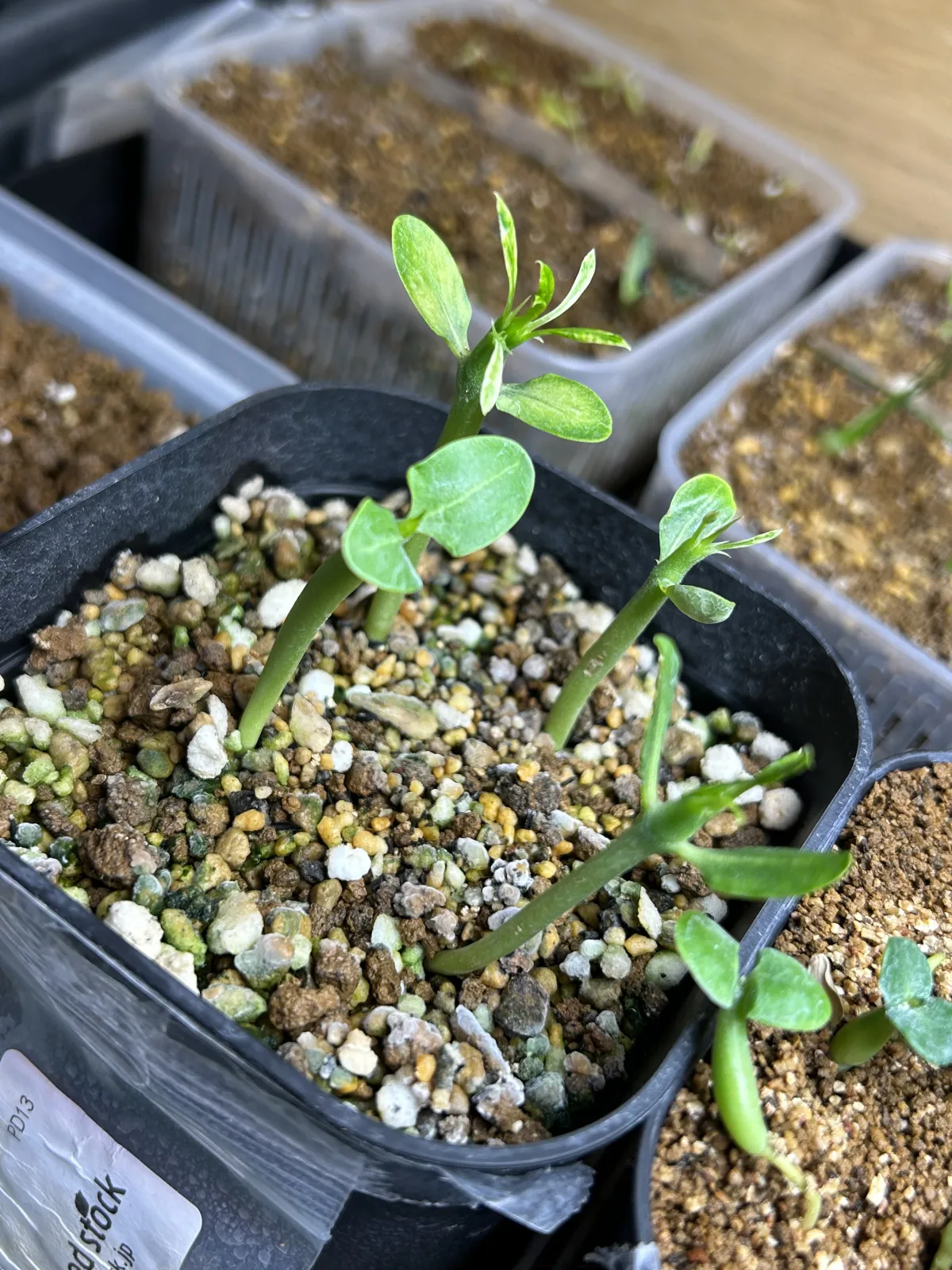 Pachypodium lamerei (パキポディウム ラメレイ)