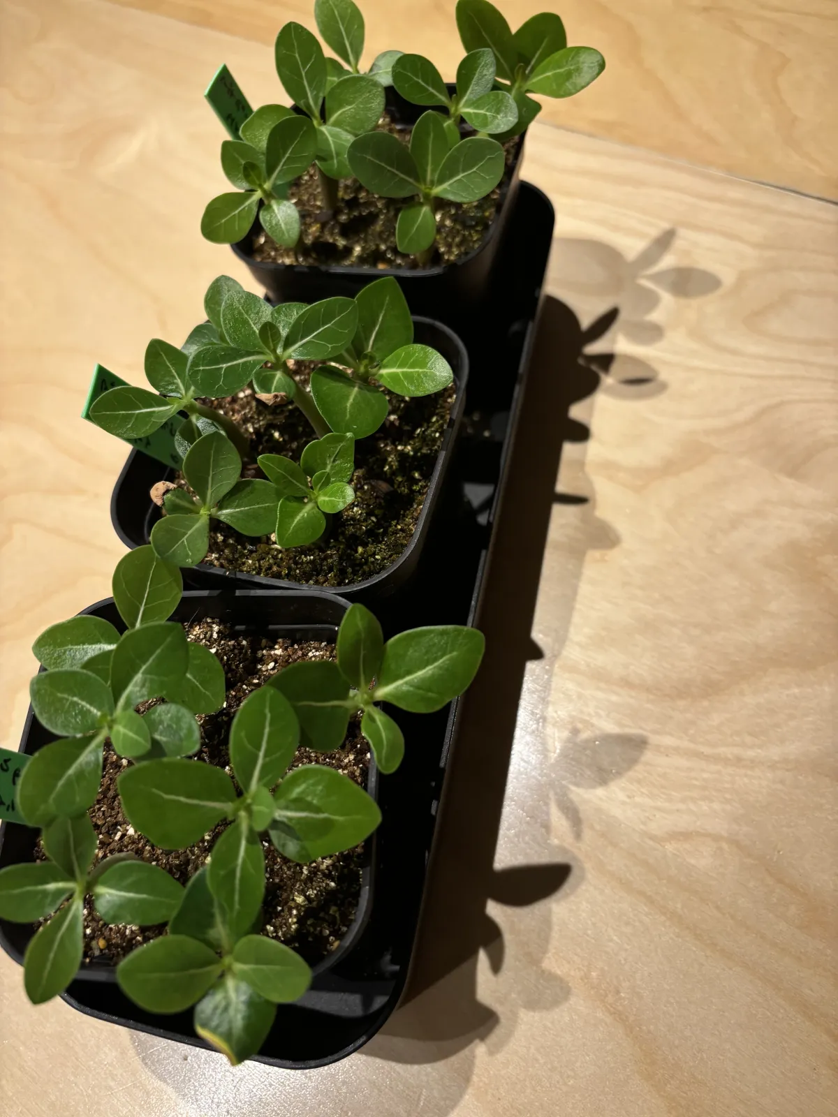 Adenium arabicum Alien (アデニウム エイリアン)