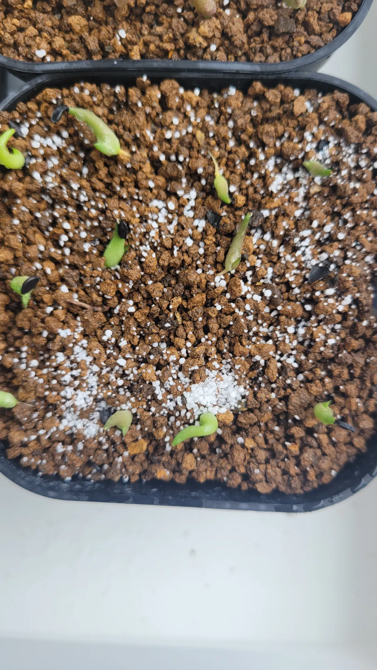 Agave victoriae-reginae ssp. victoriae-reginae (アガベ ビクトリアレジーナエ 笹の雪)