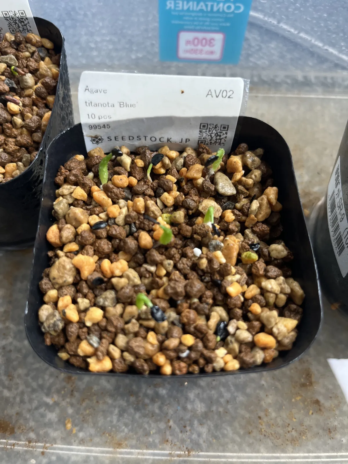 Agave titanota Blue Lot. (アガベ チタノタブルー)
