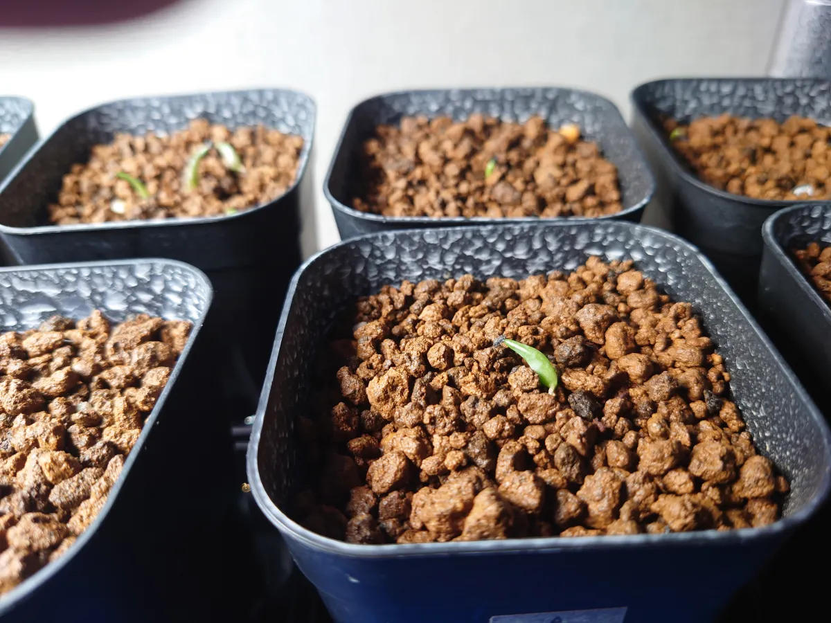 Agave victoriae-reginae ssp. swobodae (アガベ スワボダエ コンパクタ)