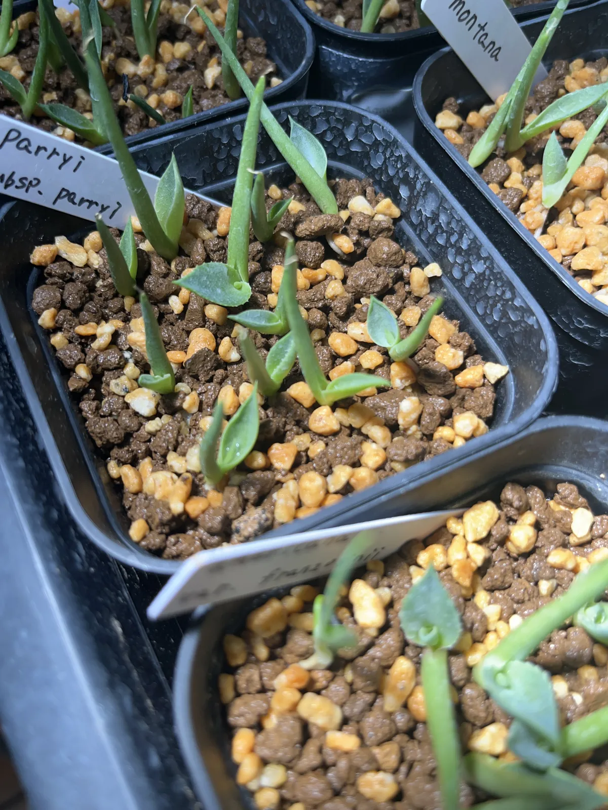 Agave parryi ssp. parryi (アガベ パリー)