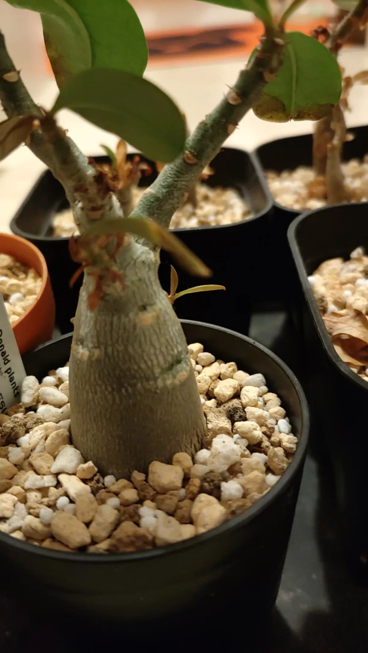 Adenium obesum (アデニウム オベスム)