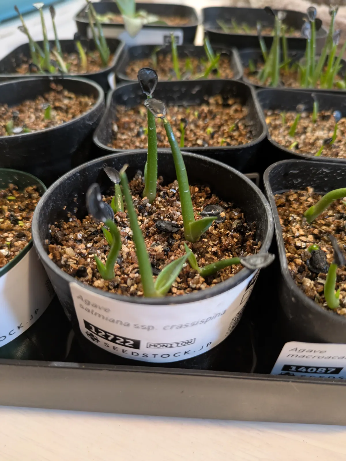 Agave salmiana ssp. crassispina (アガベ サルミアナ クラシスピナ)