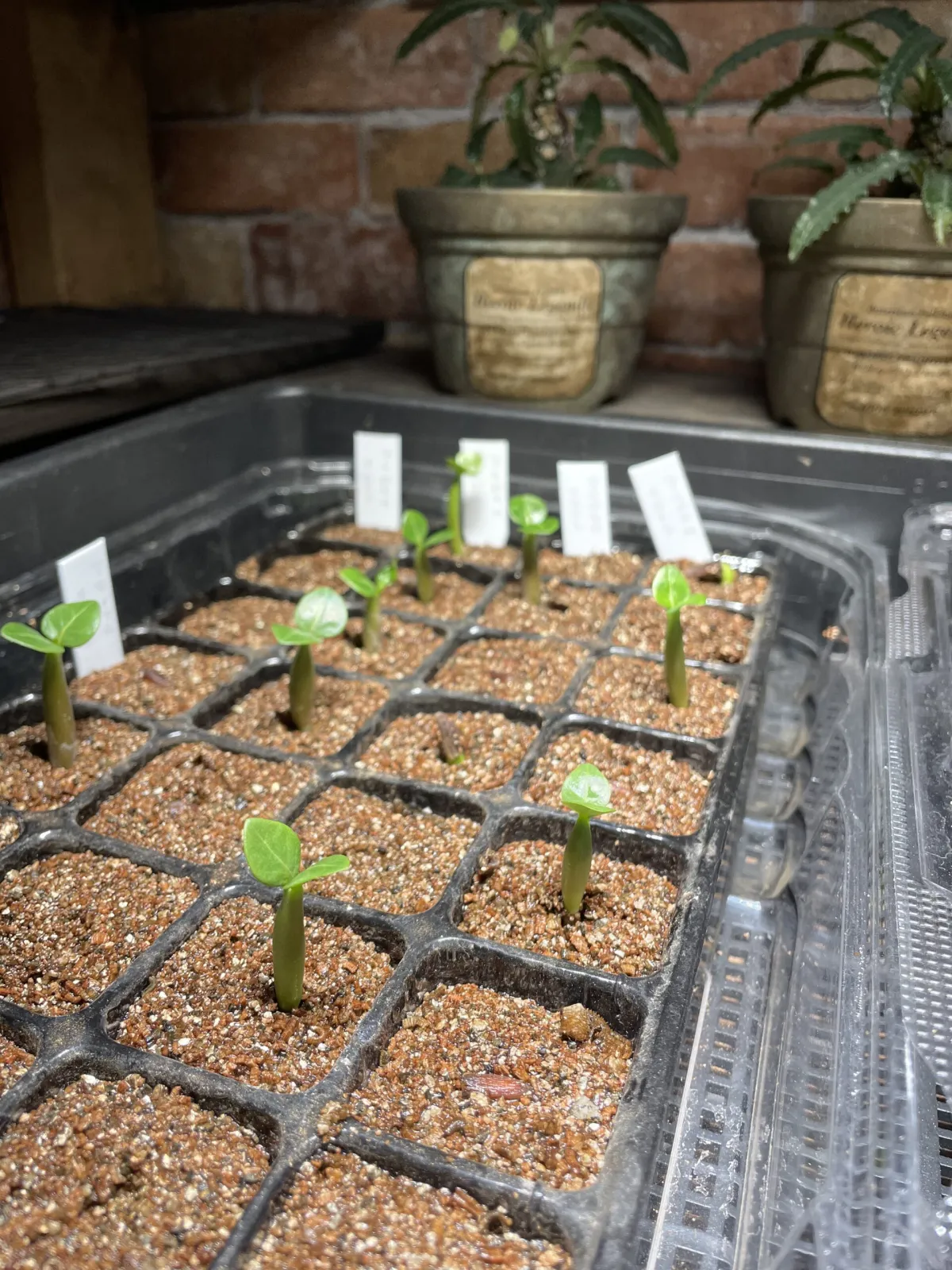 Adenium arabicum Yemen (アデニウム アラビカム イエメン)