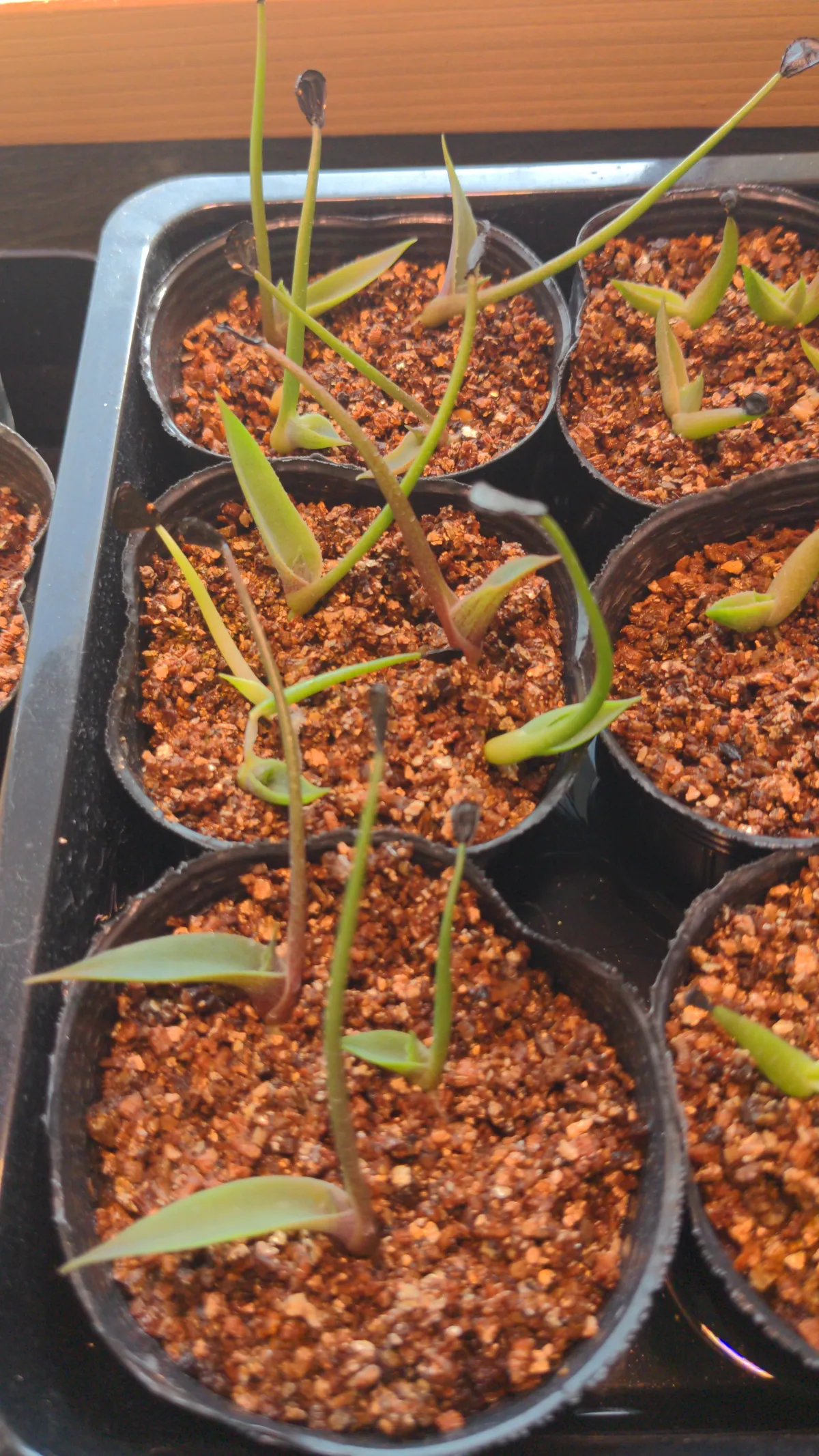 Agave seemanniana Pygmaea (アガベ ピグマエア)
