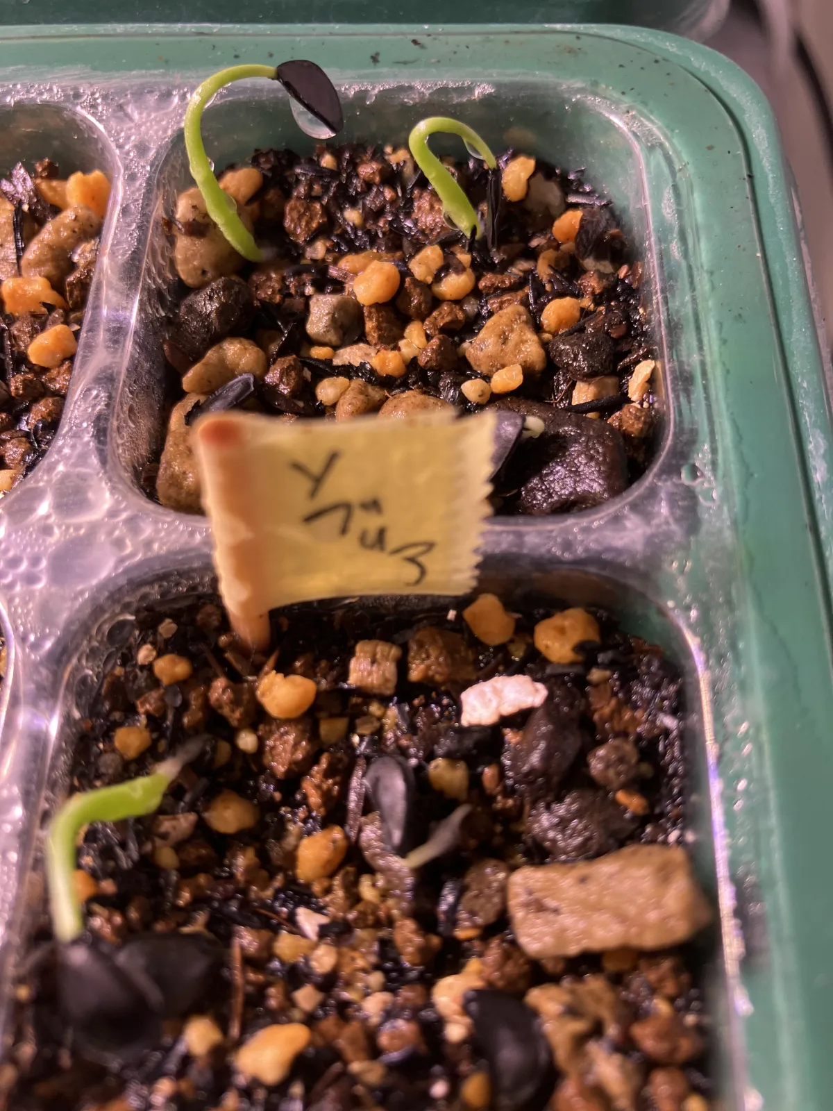 Agave sobria subsp. sobria (アガベ ソブリア)