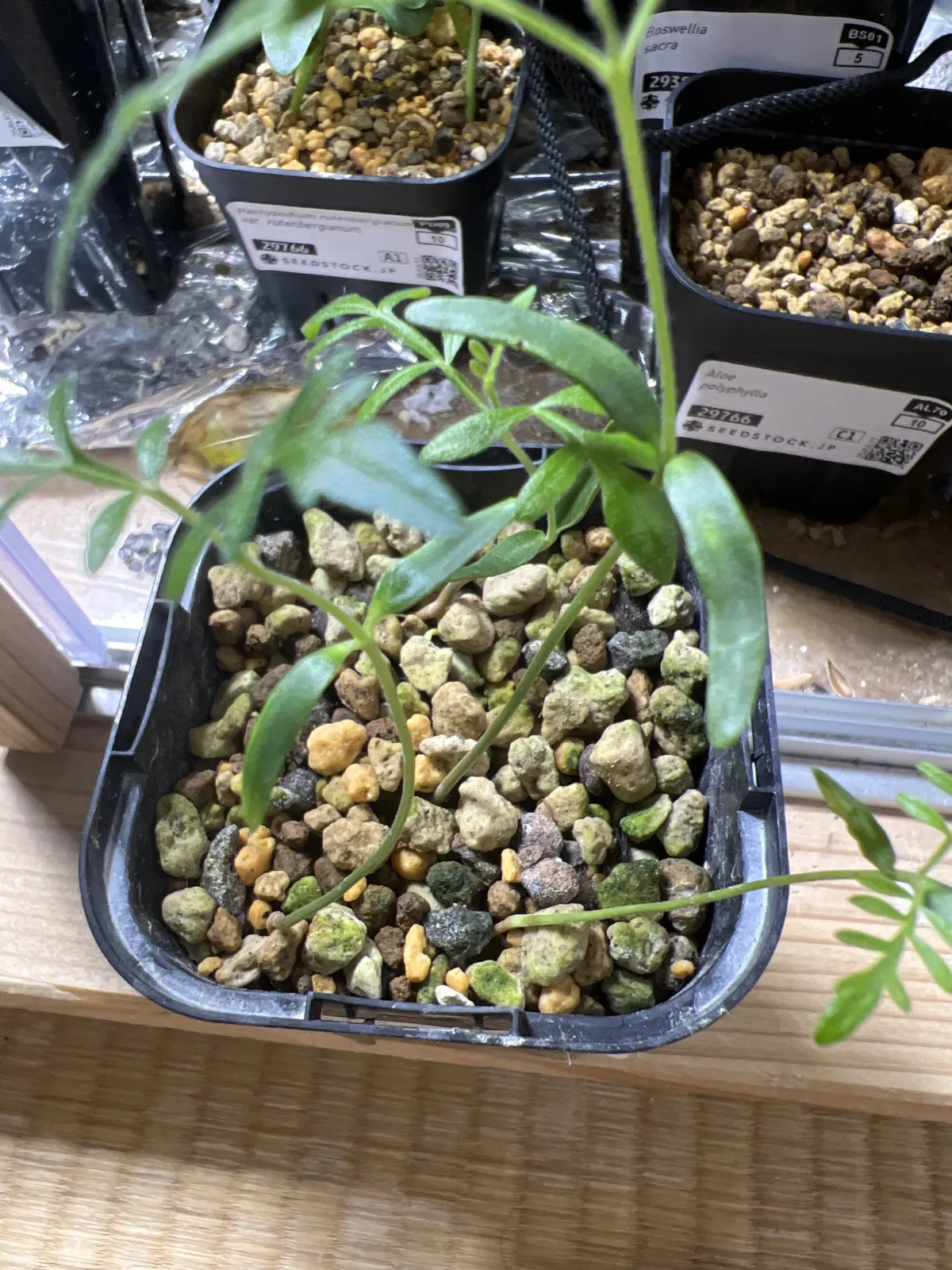 Operculicarya pachypus Lot. (オペルクリカリア パキプス)