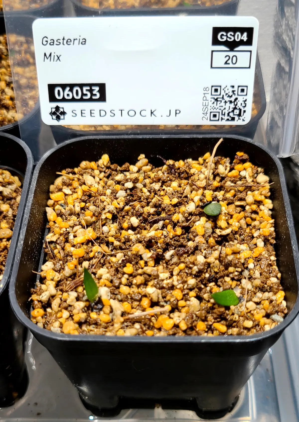 Gasteria Mix (ガステリア ミックス)