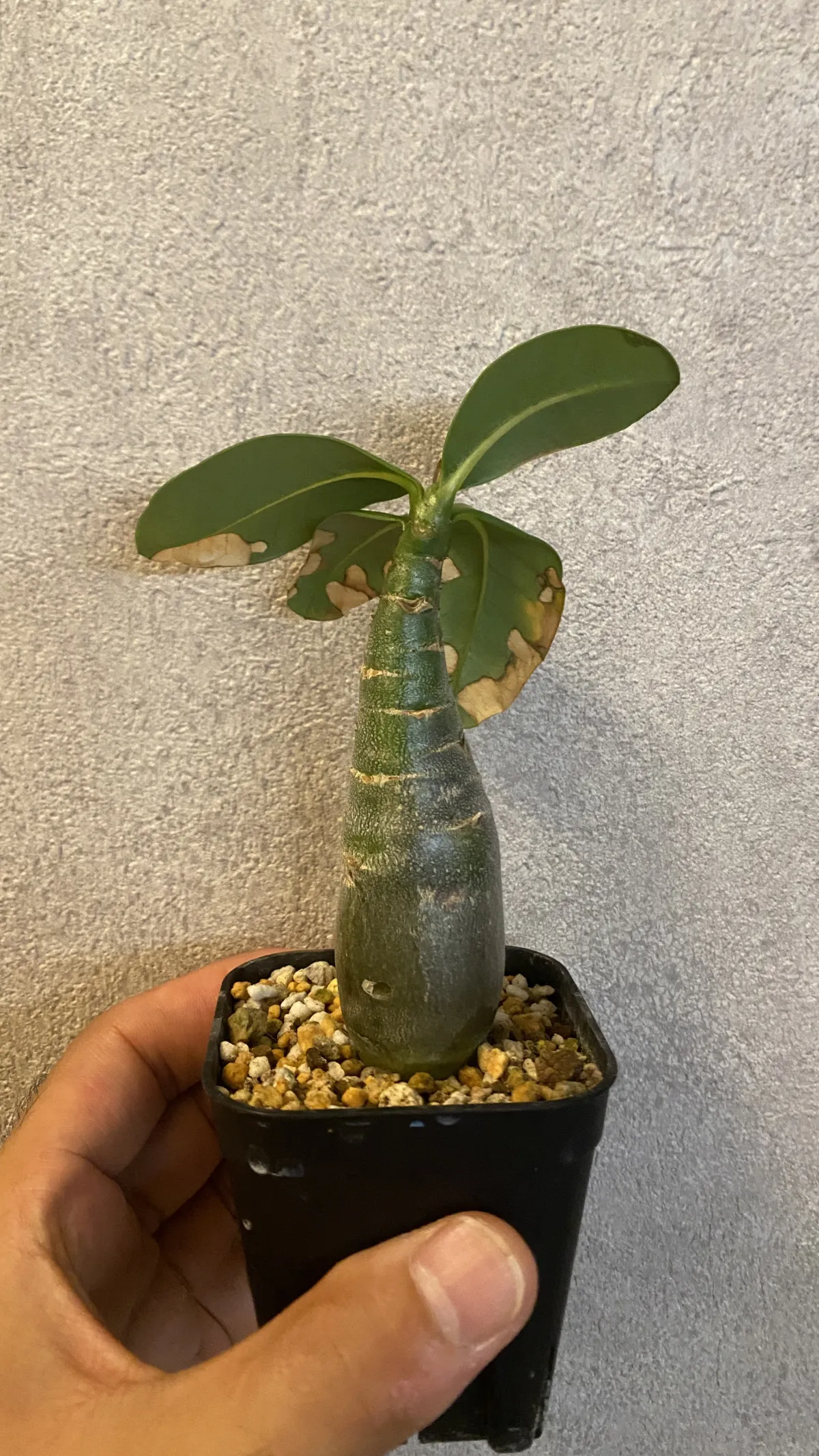 Adenium arabicum Yemen (アデニウム アラビカム イエメン)