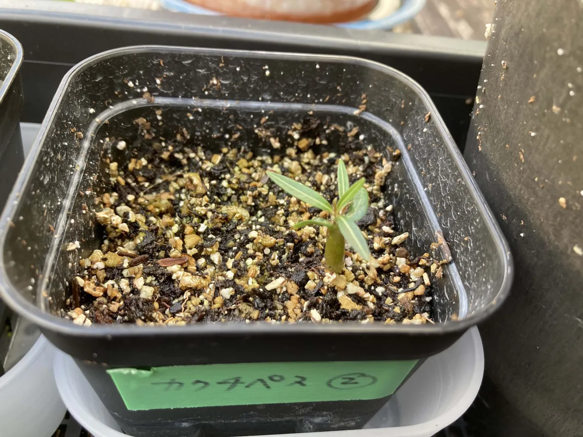 Pachypodium rosulatum ssp. cactipes (パキポディウム カクチペス)