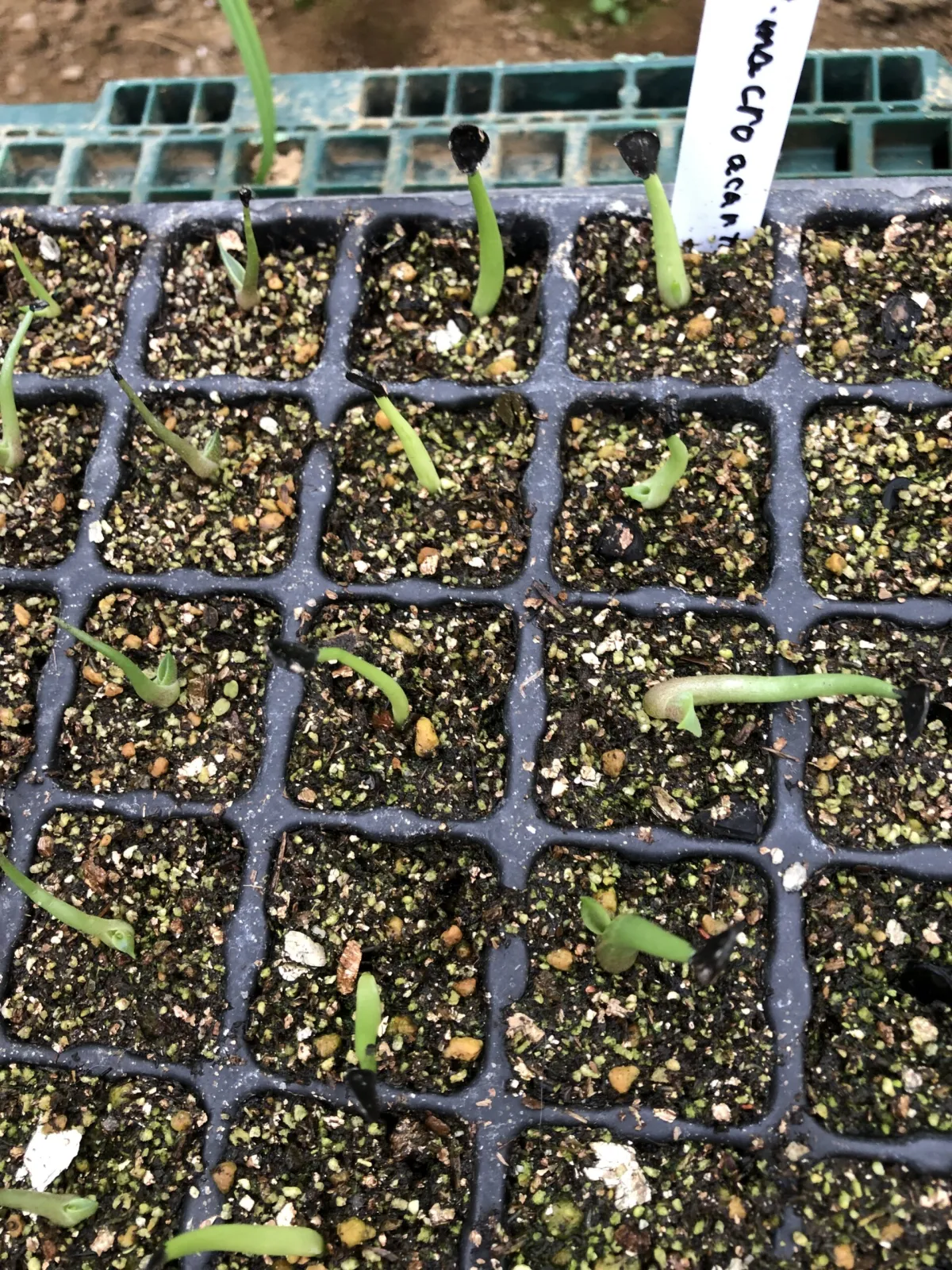Agave macroacantha (アガベ マクロアカンサ)