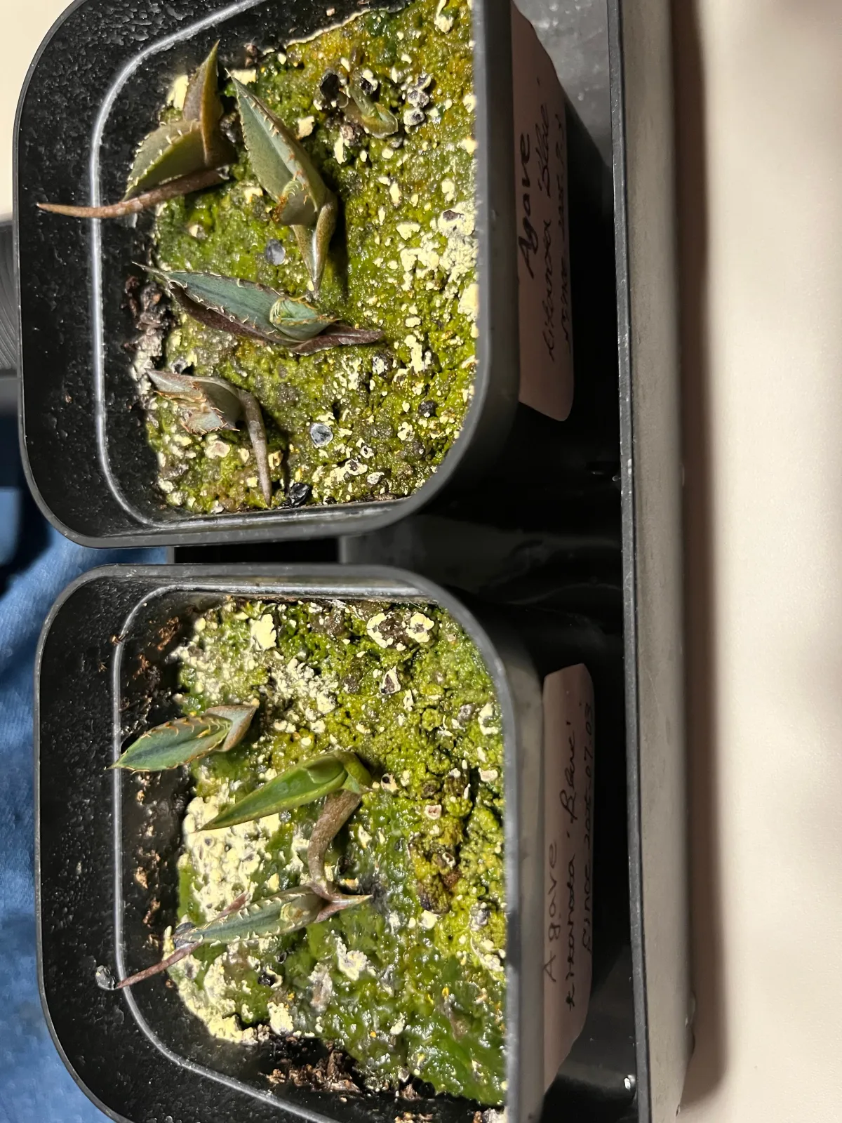Agave titanota Blue Lot. (アガベ チタノタブルー)