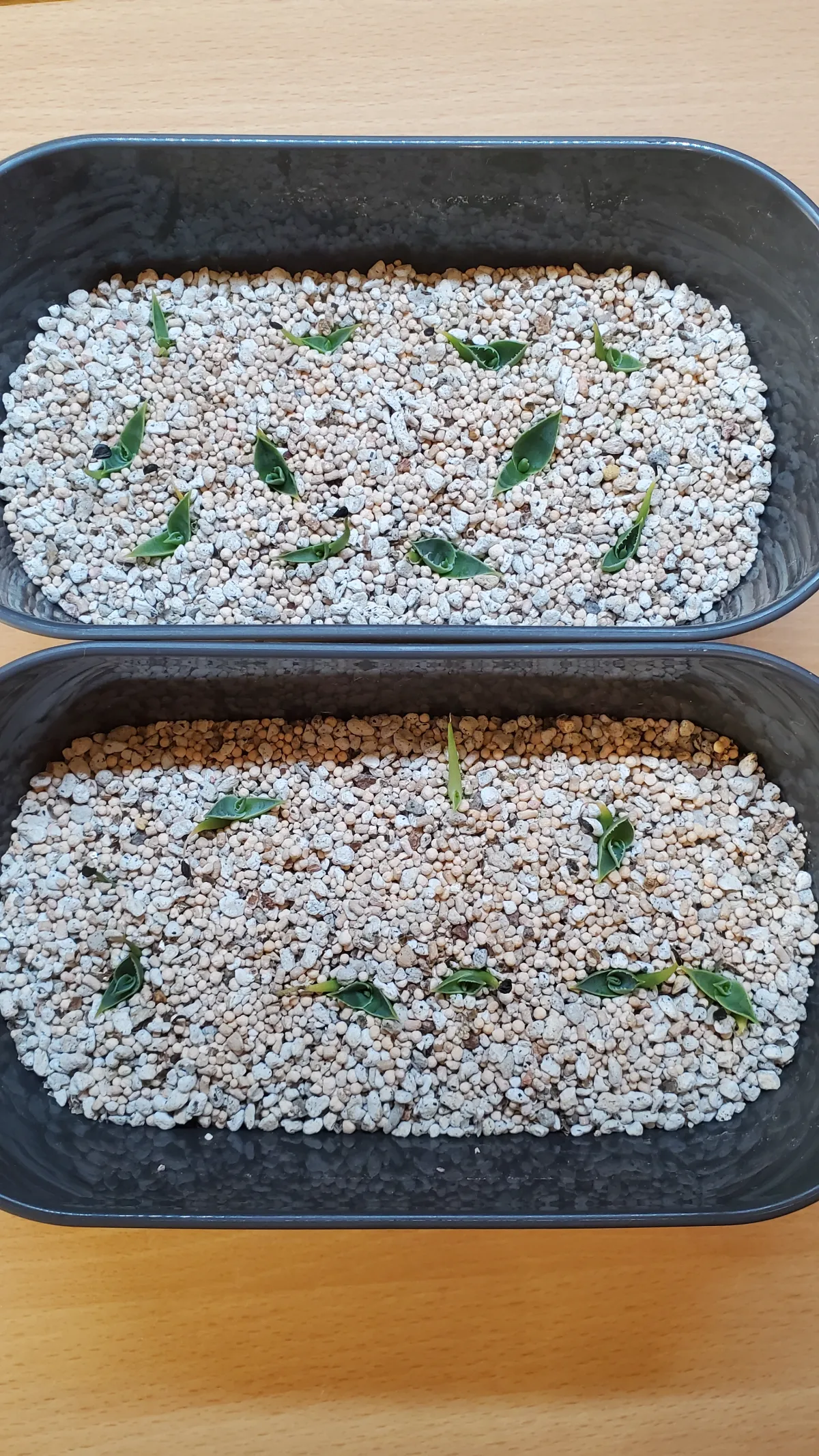 Agave utahensis var. eborispina Corkscrew (アガベ ユタエンシスコークスクリュー)