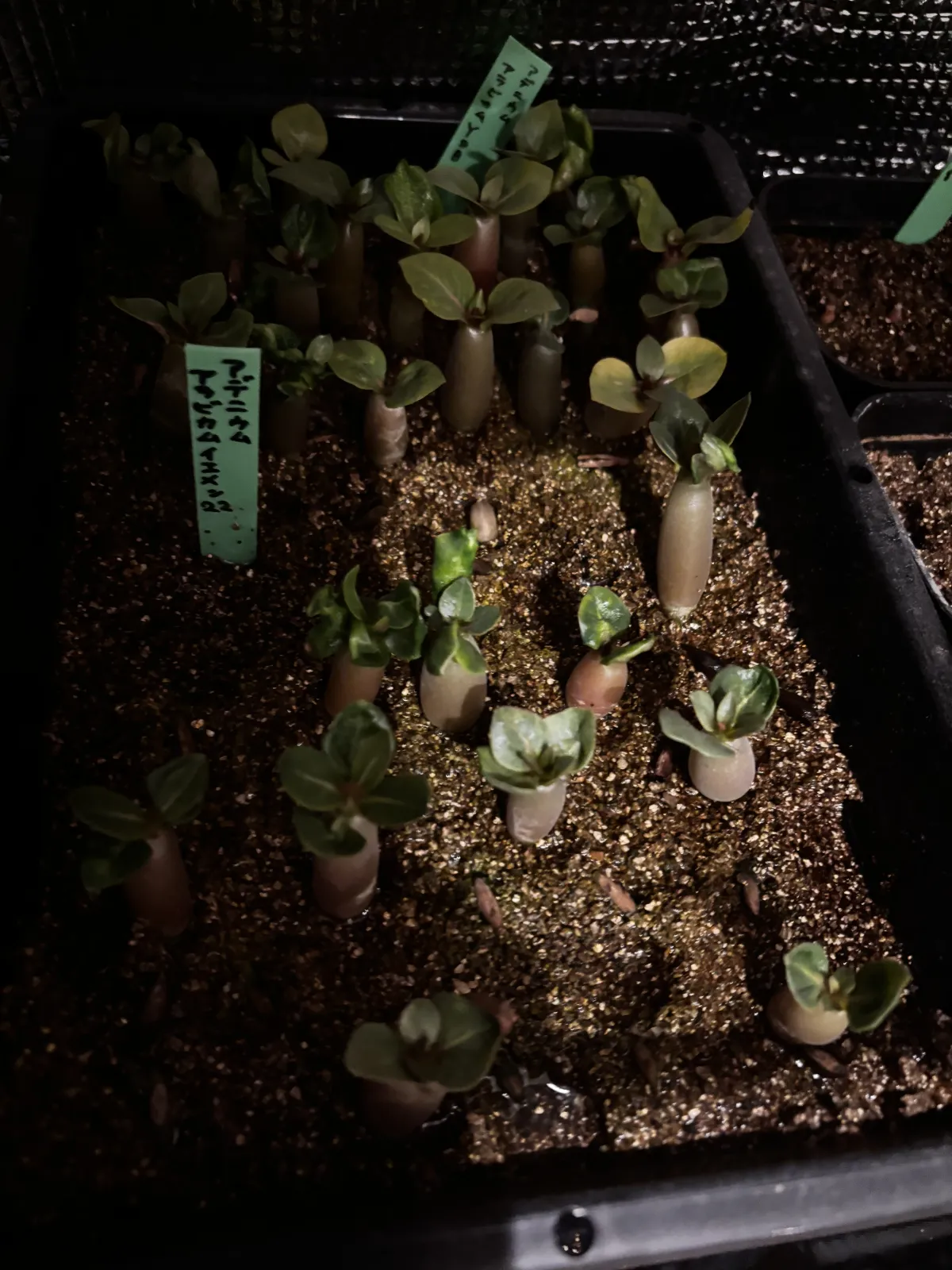 Adenium arabicum Yemen (アデニウム アラビカム イエメン)