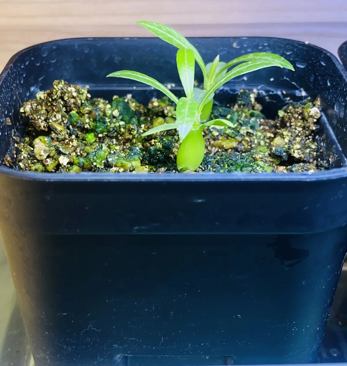 Pachypodium rosulatum ssp. makayense (パキポディウム マカイエンセ)