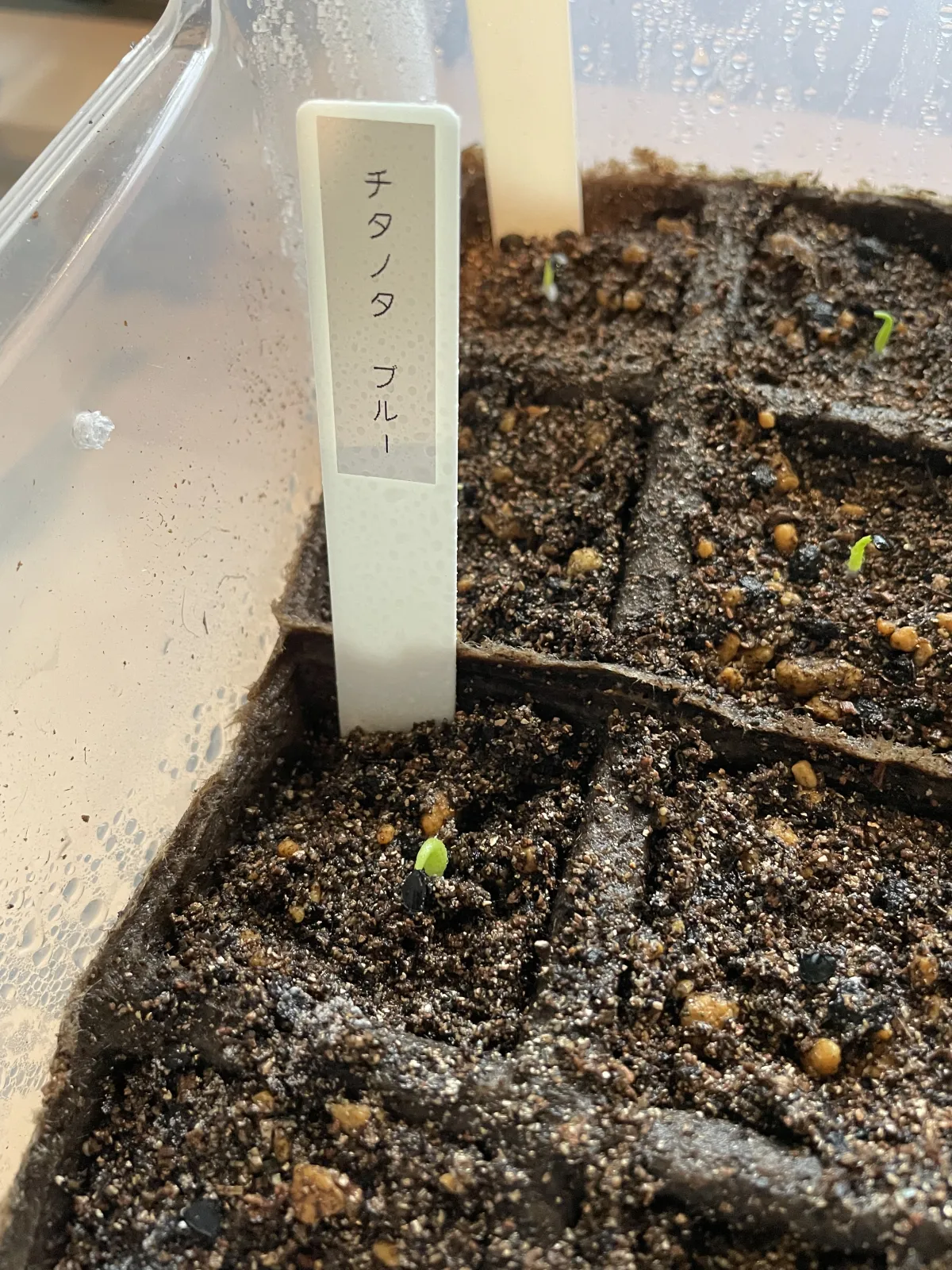 Agave titanota Blue Lot. (アガベ チタノタブルー)