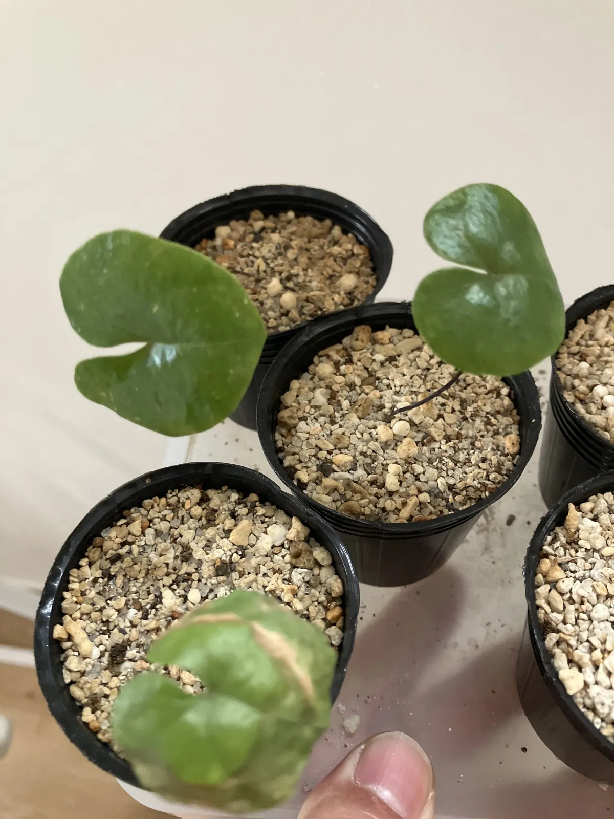 Dioscorea elephantipes (ディオスコレア エレファンティペス)
