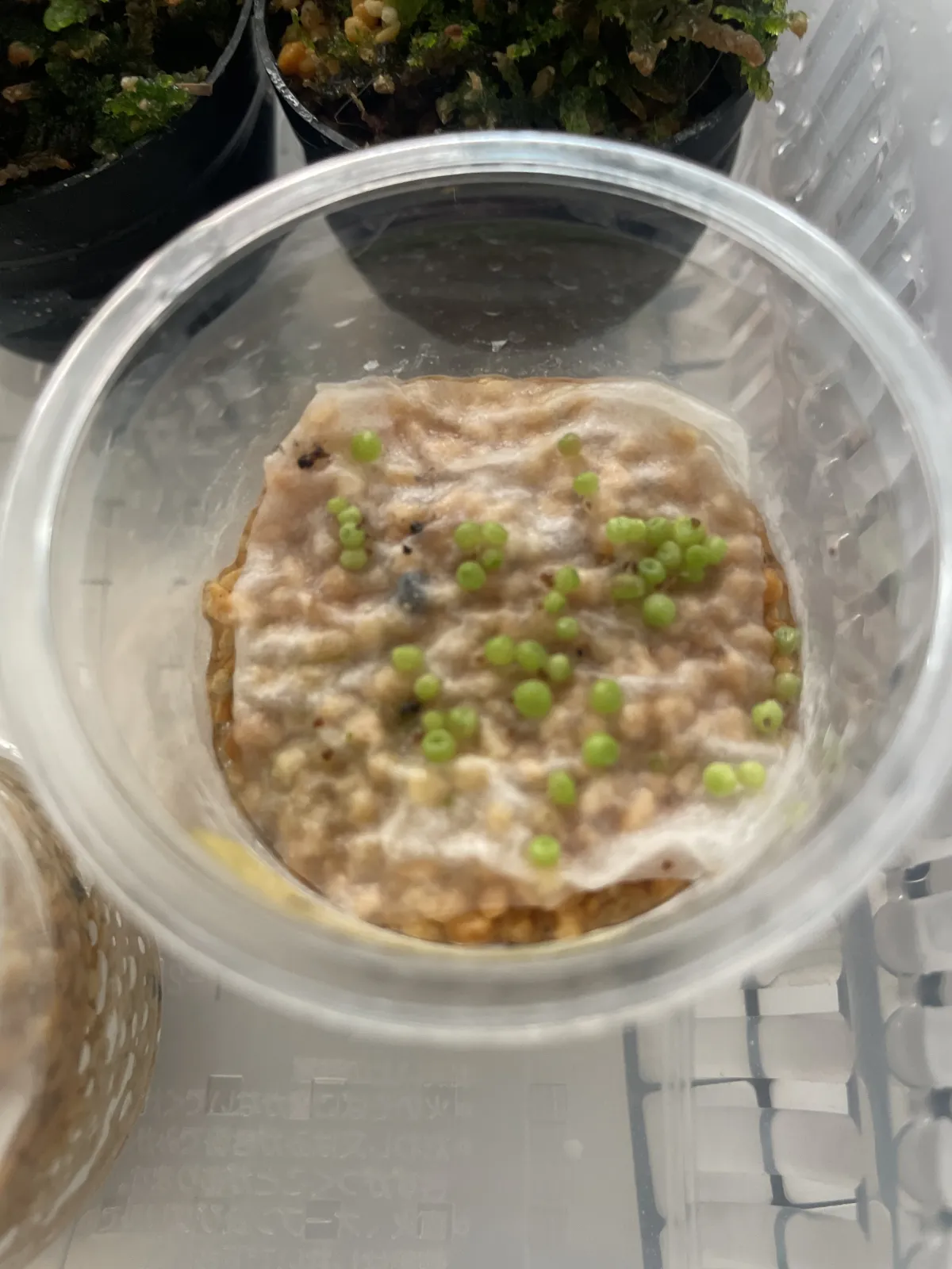 Conophytum obcordellum (コノフィツム クラベレンセ)