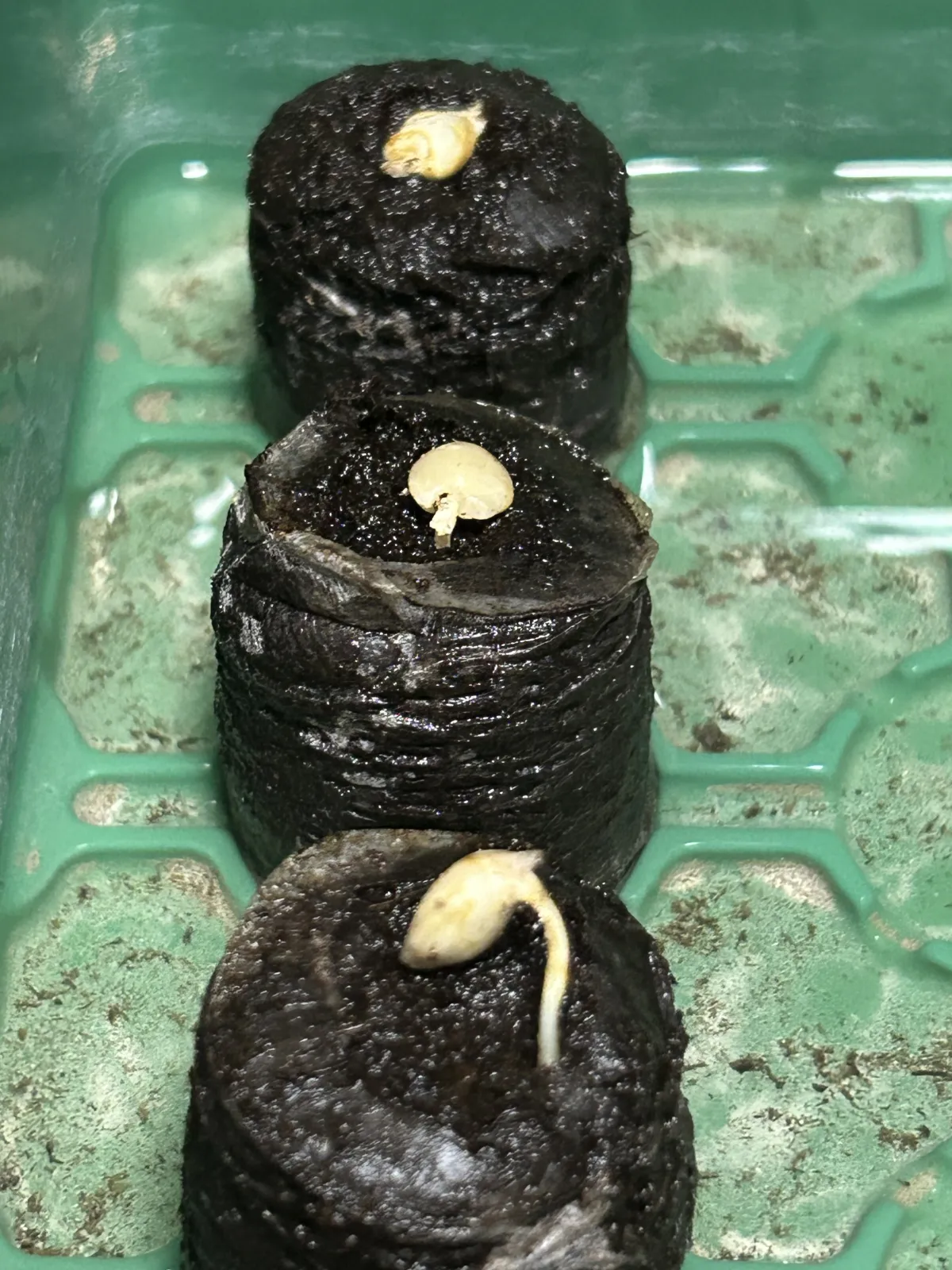 Welwitschia mirabilis ([無料種子/発芽難ロット] ウェルウィッチア ミラビリス 奇想天外)