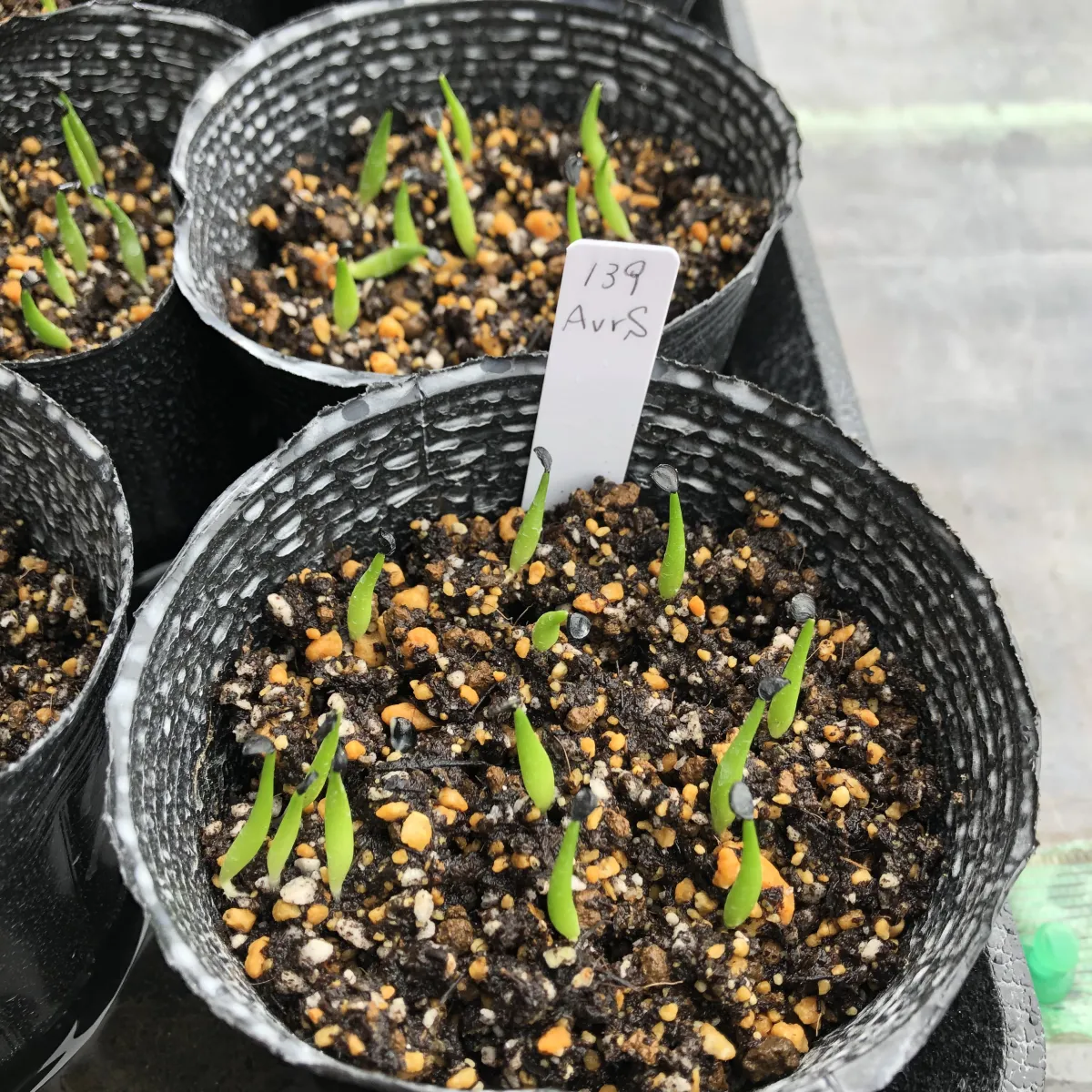 Agave victoriae-reginae ssp. swobodae (アガベ スワボダエ コンパクタ)